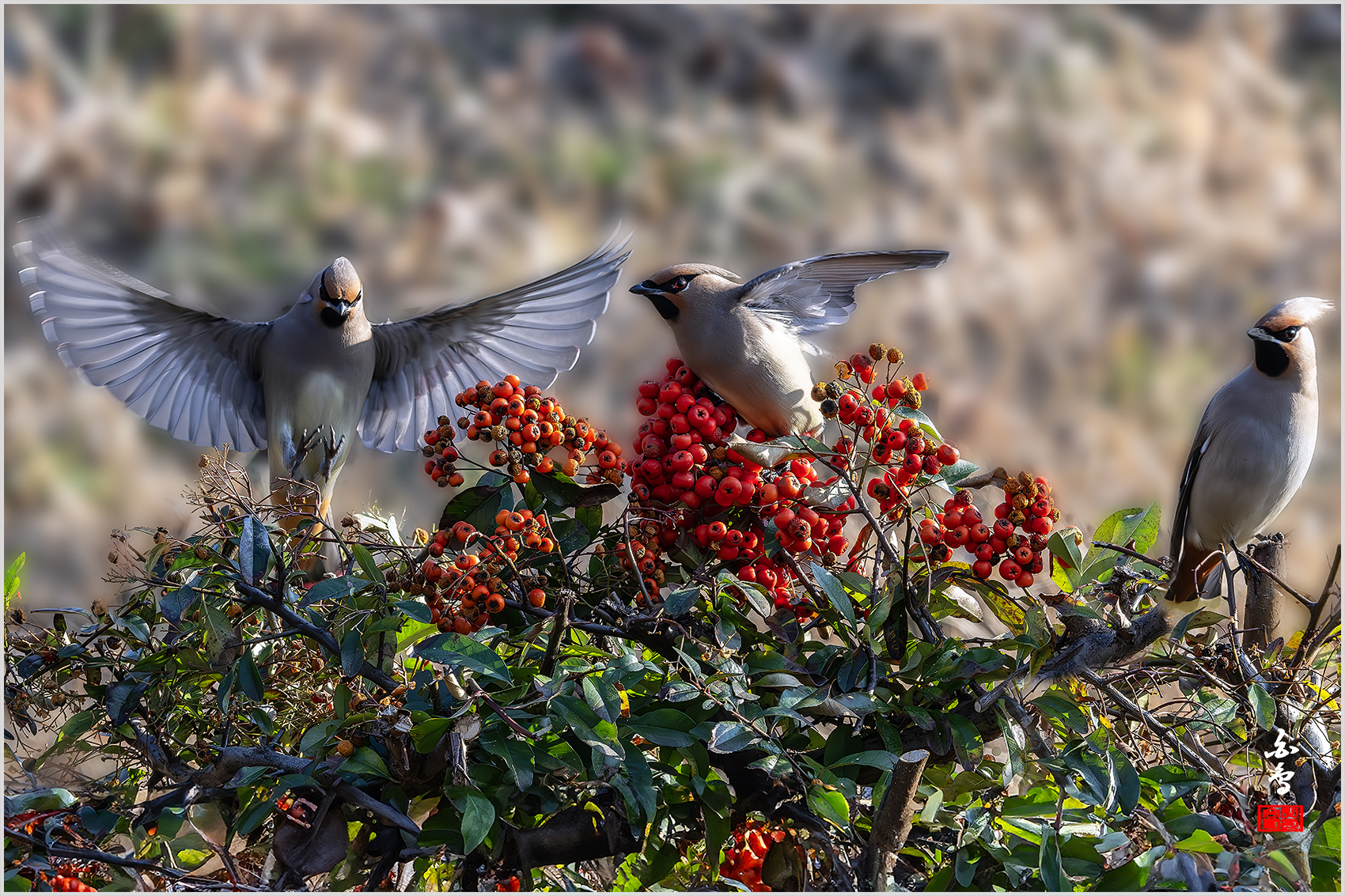 PHOTO BY  | NIKON Z 9 | 2024:02:17 16:11:25 | ISO-2000 | 1/400 sec | f 14 | 600 mm | EV=0.3 | ● WIDTH:1700 pixels  HEIGHT:1133 pixels