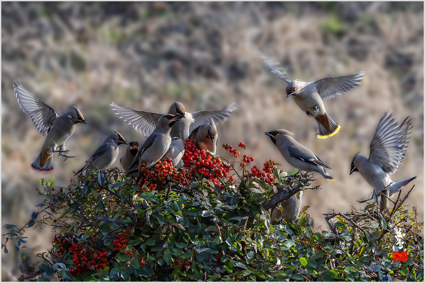 PHOTO BY  | NIKON Z 9 | 2024:02:17 16:11:31 | ISO-2000 | 1/400 sec | f 14 | 600 mm | EV=0.3 | ● WIDTH:1700 pixels  HEIGHT:1133 pixels