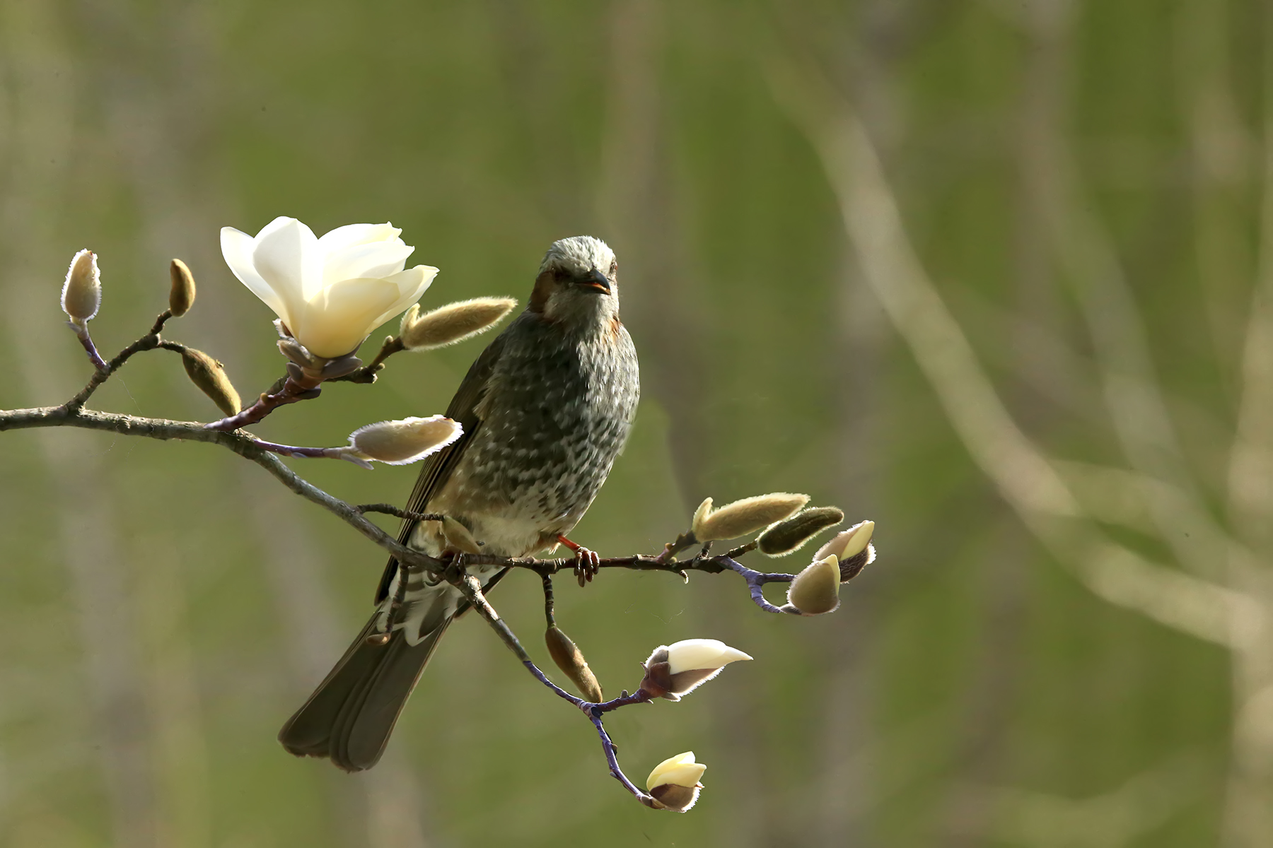 PHOTO BY WO2YA LAB | Canon EOS-1D X Mark II | 2024:02:07 16:52:49 | ISO-3200 | 1/2000 sec | f 16 | 360 mm | EV=0 | ● WIDTH:1800 pixels  HEIGHT:1200 pixels