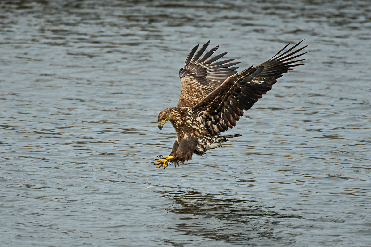 PHOTO BY  | NIKON D500 | 2024:02:17 09:12:47 | ISO-360 | 1/2500 sec | f 4 | 600 mm | EV=0 | ● WIDTH:1200 pixels  HEIGHT:800 pixels