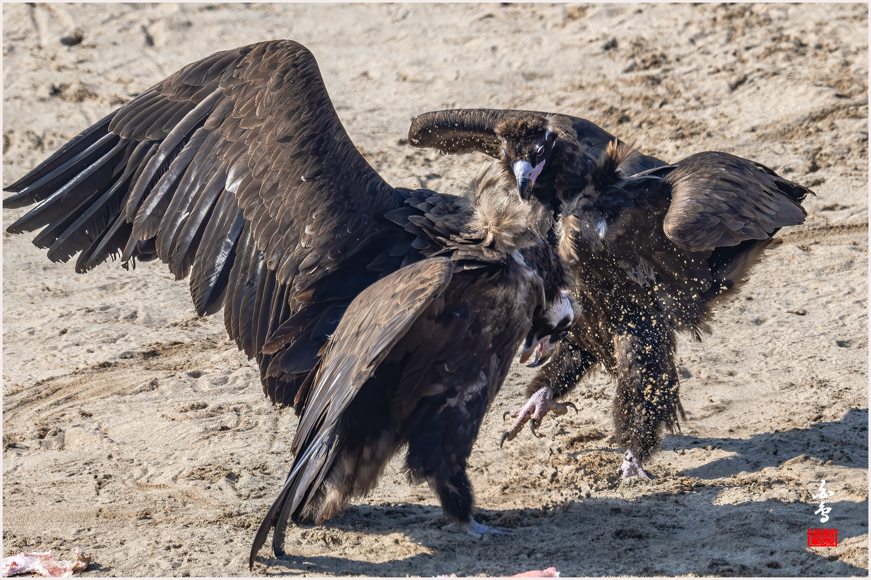 PHOTO BY  | NIKON Z 9 | 2024:01:30 12:44:42 | ISO-640 | 1/2500 sec | f 7.1 | 840 mm | EV=-0.7 | ● WIDTH:1700 pixels  HEIGHT:1132 pixels