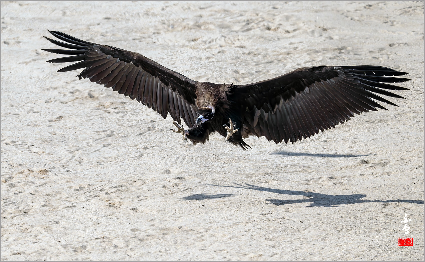 PHOTO BY  | NIKON Z 9 | 2024:01:30 12:23:04 | ISO-640 | 1/8000 sec | f 7.1 | 840 mm | EV=-0.3 | ● WIDTH:1700 pixels  HEIGHT:1047 pixels