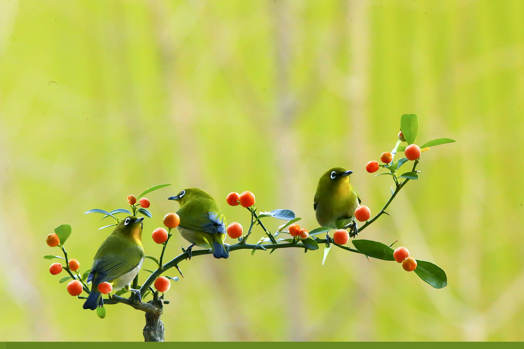 PHOTO BY WO2YA LAB | Canon EOS-1D X Mark II | 2024:02:07 16:52:49 | ISO-3200 | 1/2000 sec | f 14 | 360 mm | EV=0 | ● WIDTH:1800 pixels  HEIGHT:1200 pixels