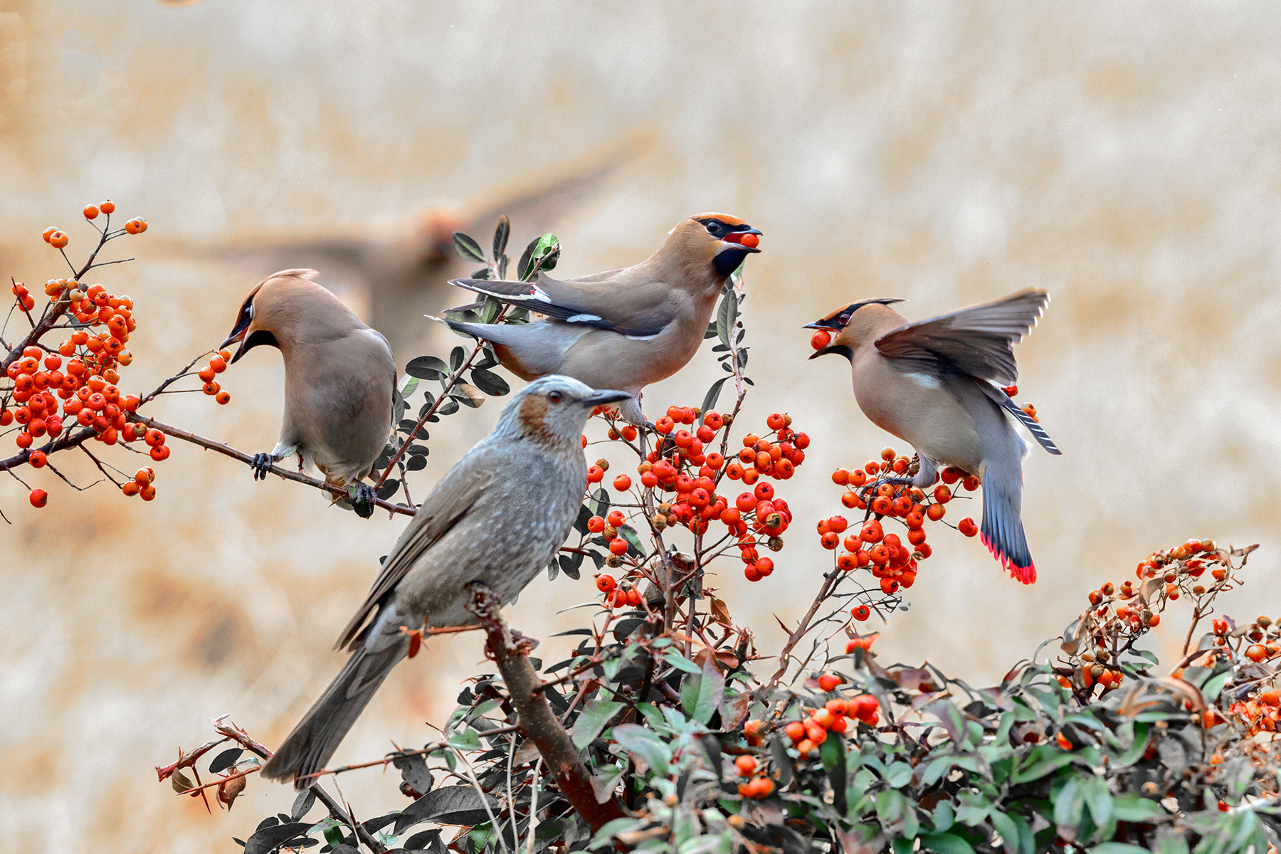 PHOTO BY  | Canon EOS R3 | 2024:02:18 09:13:32 | ISO-1600 | 1/1600 sec | f 5.6 | 600 mm | EV=0.3 | ● WIDTH:1800 pixels  HEIGHT:1200 pixels