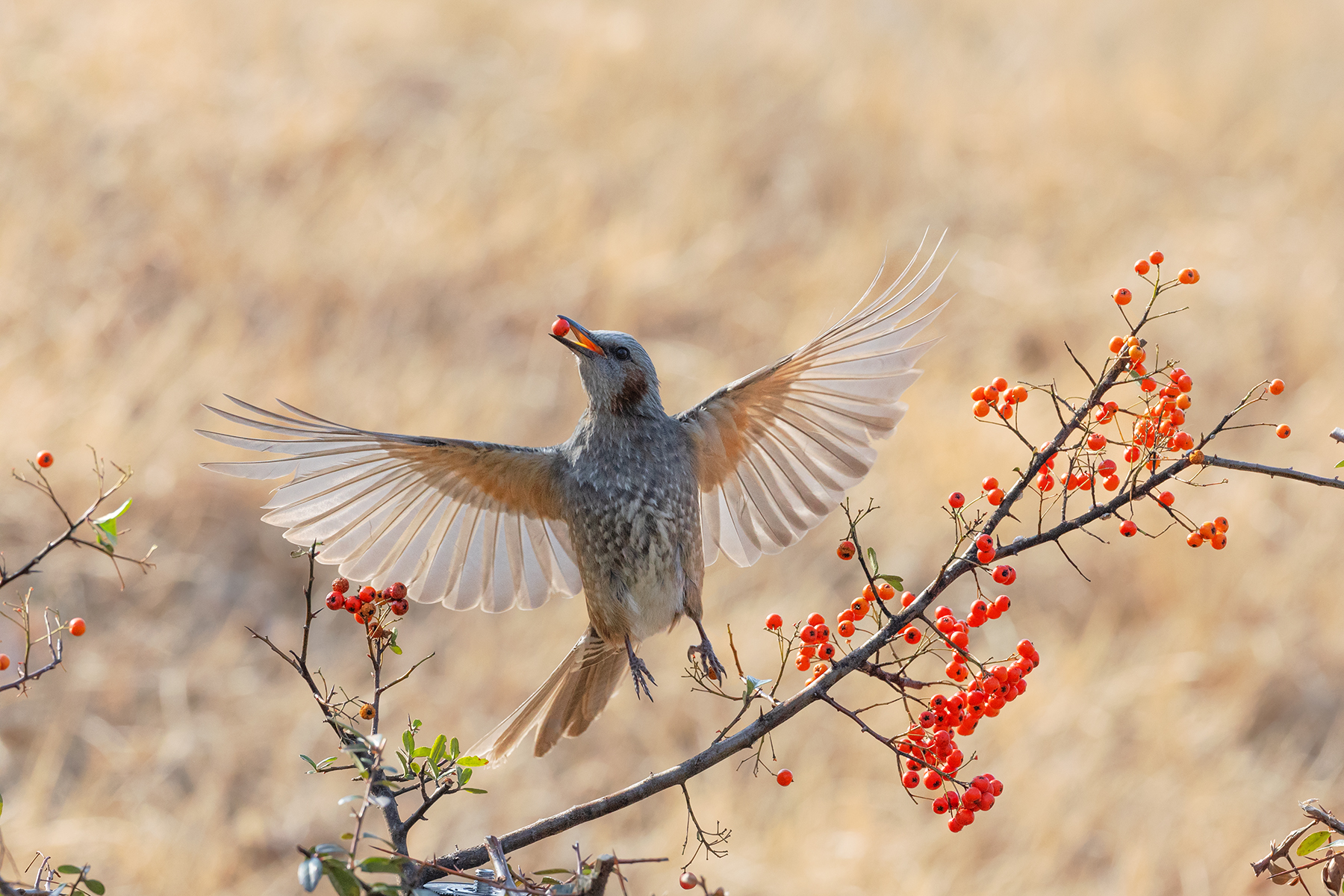 PHOTO BY  | Canon EOS R3 | 2024:02:18 10:46:43 | ISO-3200 | 1/3200 sec | f 8 | 600 mm | EV=0.3 | ● WIDTH:1800 pixels  HEIGHT:1200 pixels
