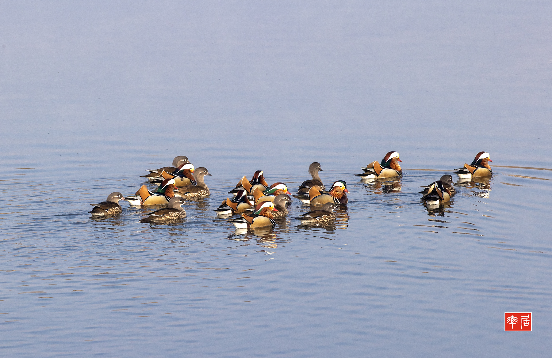 PHOTO BY changickheun | Canon EOS-1D X Mark III | 2024:02:17 08:55:54 | ISO-800 | 1/1250 sec | f 9 | 600 mm | EV=0 | ● WIDTH:1800 pixels  HEIGHT:1169 pixels