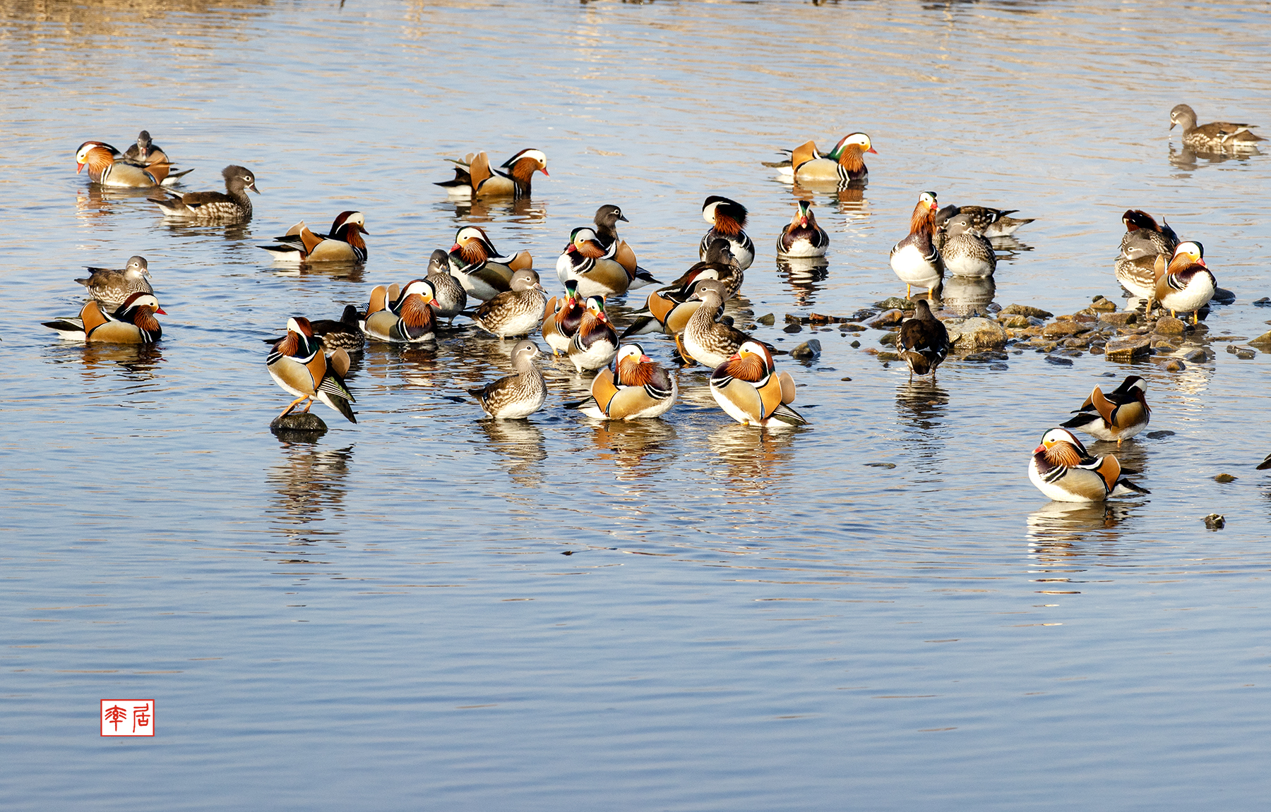 PHOTO BY changickheun | Canon EOS-1D X Mark III | 2024:02:17 08:42:25 | ISO-800 | 1/1250 sec | f 9 | 600 mm | EV=0 | ● WIDTH:1800 pixels  HEIGHT:1151 pixels