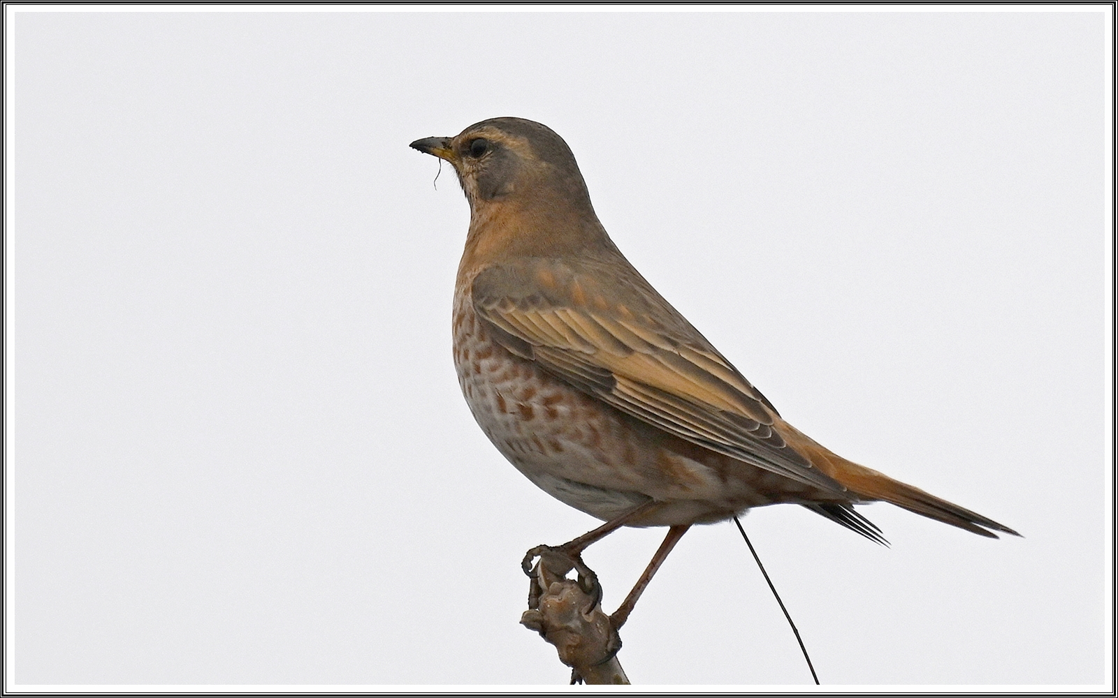 PHOTO BY  | NIKON Z 7_2 | 2024:02:18 21:08:40 | ISO-500 | 1/1250 sec | f 5.6 | 450 mm | EV=0.3 | ● WIDTH:8256 pixels  HEIGHT:5504 pixels