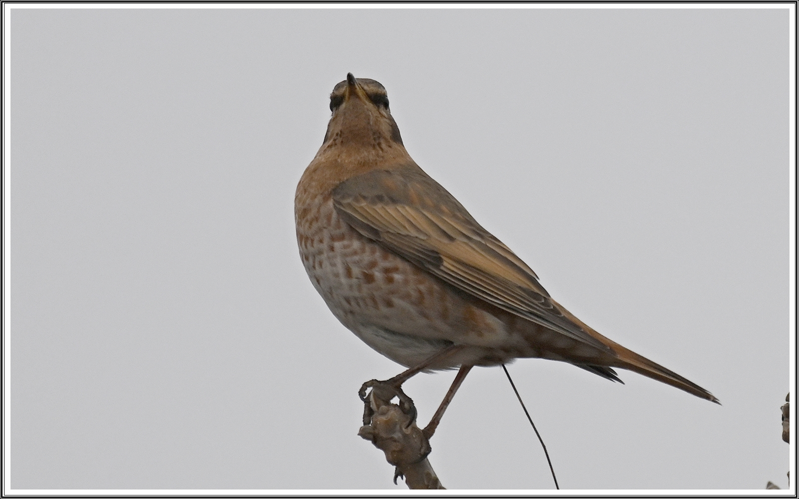 PHOTO BY  | NIKON Z 7_2 | 2024:02:18 21:08:42 | ISO-500 | 1/1250 sec | f 5.6 | 450 mm | EV=0.3 | ● WIDTH:8256 pixels  HEIGHT:5504 pixels