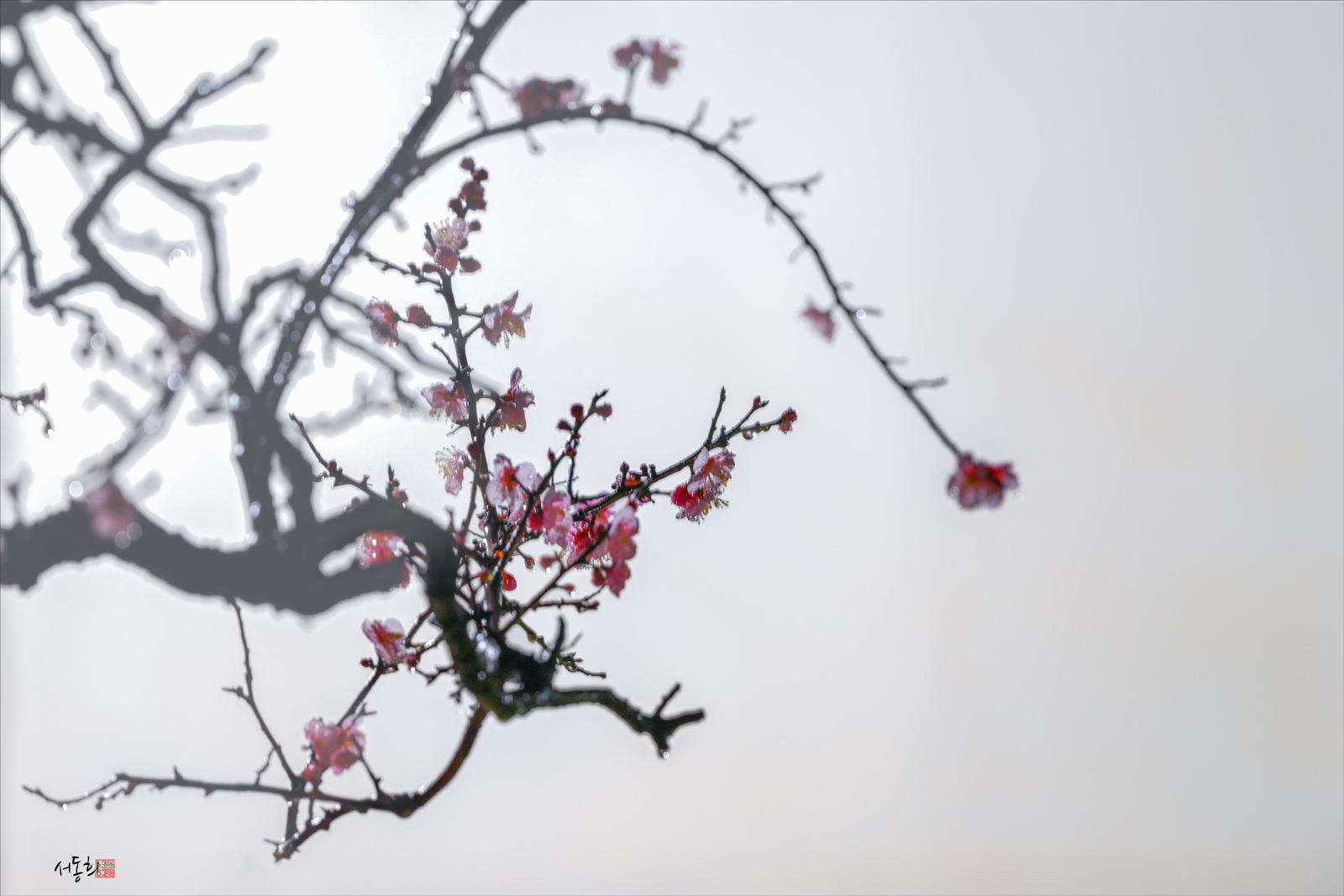 PHOTO BY  | NIKON Z 8 | 2024:02:19 06:30:54 | ISO-80 | 2/1 sec | f 6.3 | 540 mm | EV=0.3 | ● WIDTH:1600 pixels  HEIGHT:1067 pixels