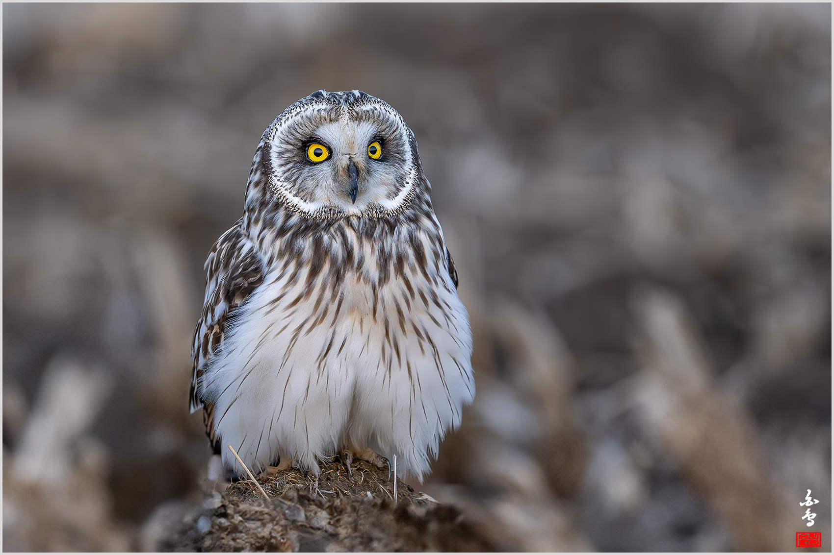 PHOTO BY  | NIKON Z 9 | 2024:02:16 18:08:53 | ISO-2500 | 1/500 sec | f 4.5 | 600 mm | EV=0 | ● WIDTH:1700 pixels  HEIGHT:1133 pixels