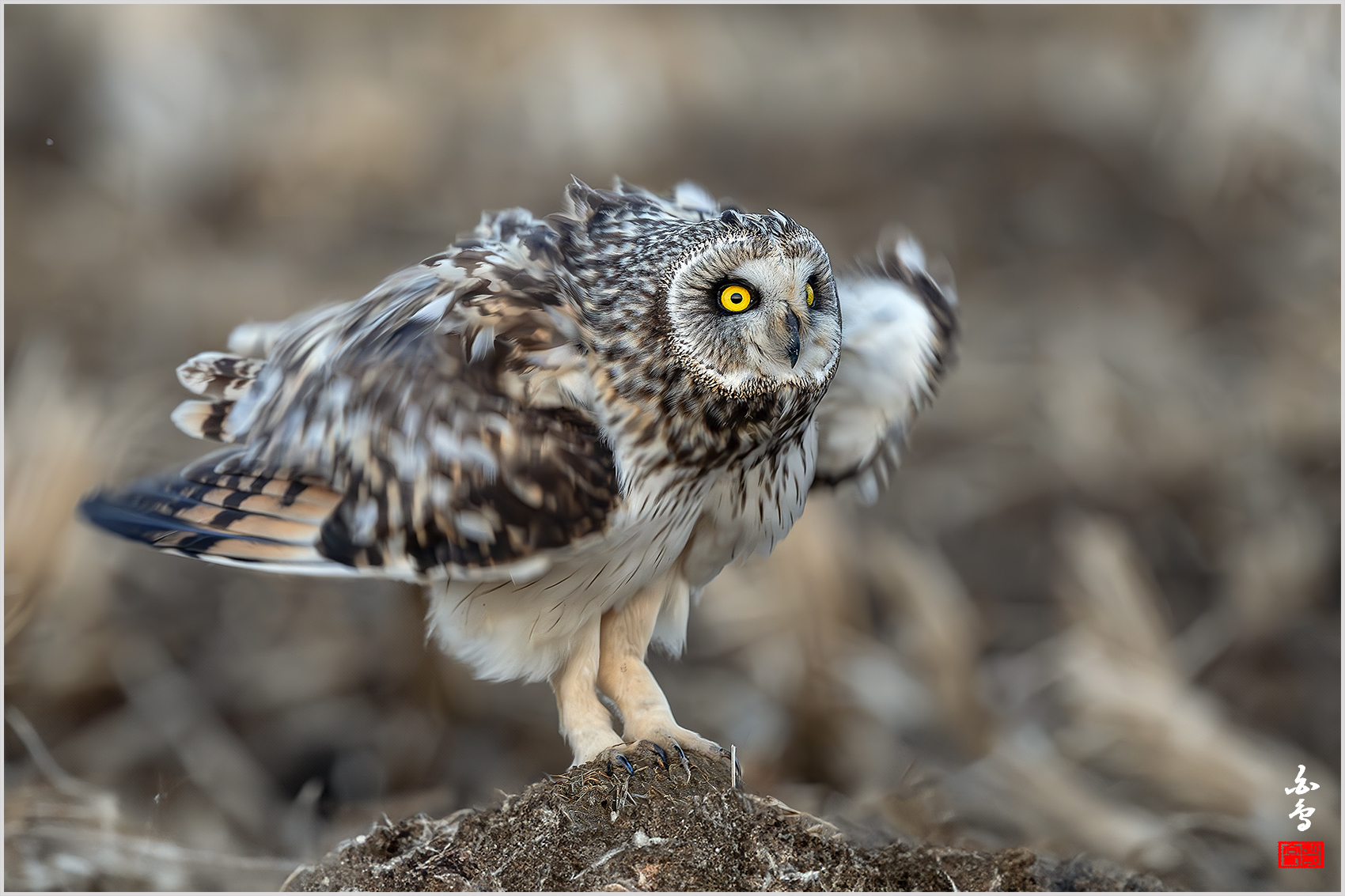 PHOTO BY  | NIKON Z 9 | 2024:02:16 18:08:35 | ISO-2500 | 1/500 sec | f 4.5 | 600 mm | EV=0 | ● WIDTH:1700 pixels  HEIGHT:1133 pixels