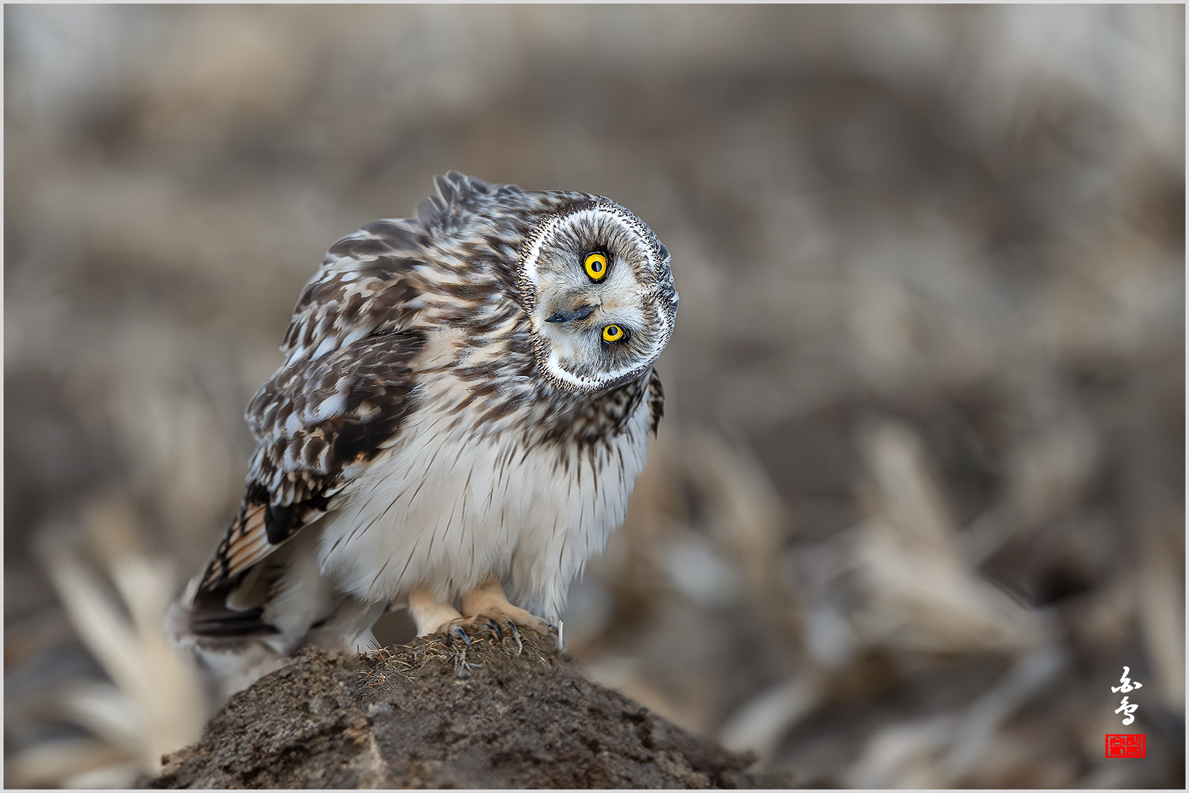 PHOTO BY  | NIKON Z 9 | 2024:02:16 18:08:36 | ISO-2500 | 1/500 sec | f 4.5 | 600 mm | EV=0 | ● WIDTH:1700 pixels  HEIGHT:1133 pixels