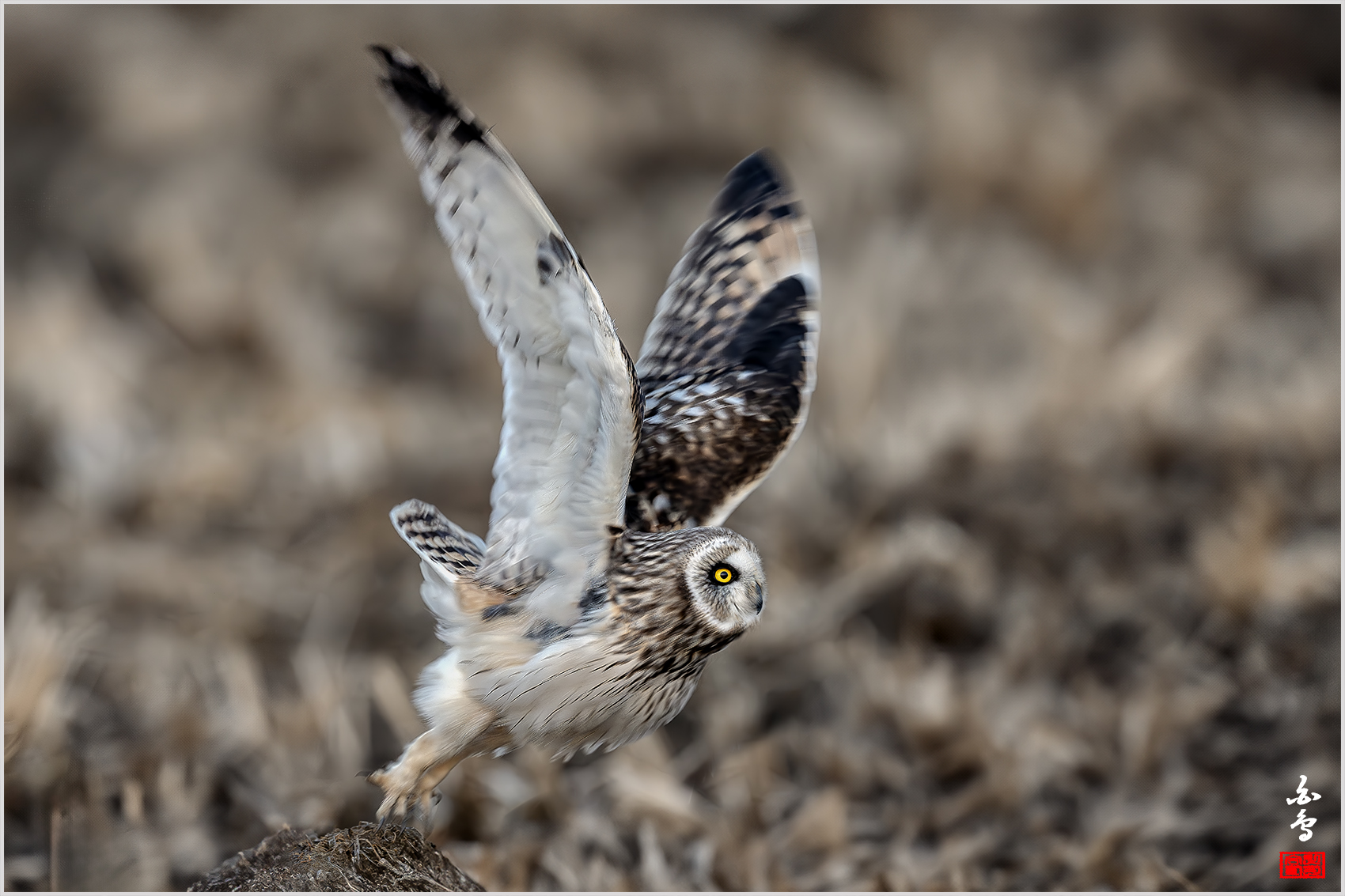 PHOTO BY  | NIKON Z 9 | 2024:02:16 18:08:59 | ISO-2500 | 1/500 sec | f 4.5 | 600 mm | EV=0 | ● WIDTH:1700 pixels  HEIGHT:1133 pixels