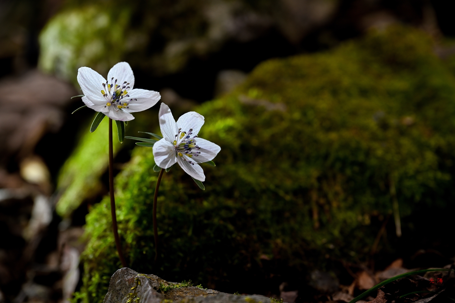 PHOTO BY  | NIKON Z 7_2 | 2024:02:18 11:15:29 | ISO-80 | 1/50 sec | f 7.1 | 115 mm | EV=0 | ● WIDTH:8256 pixels  HEIGHT:5504 pixels