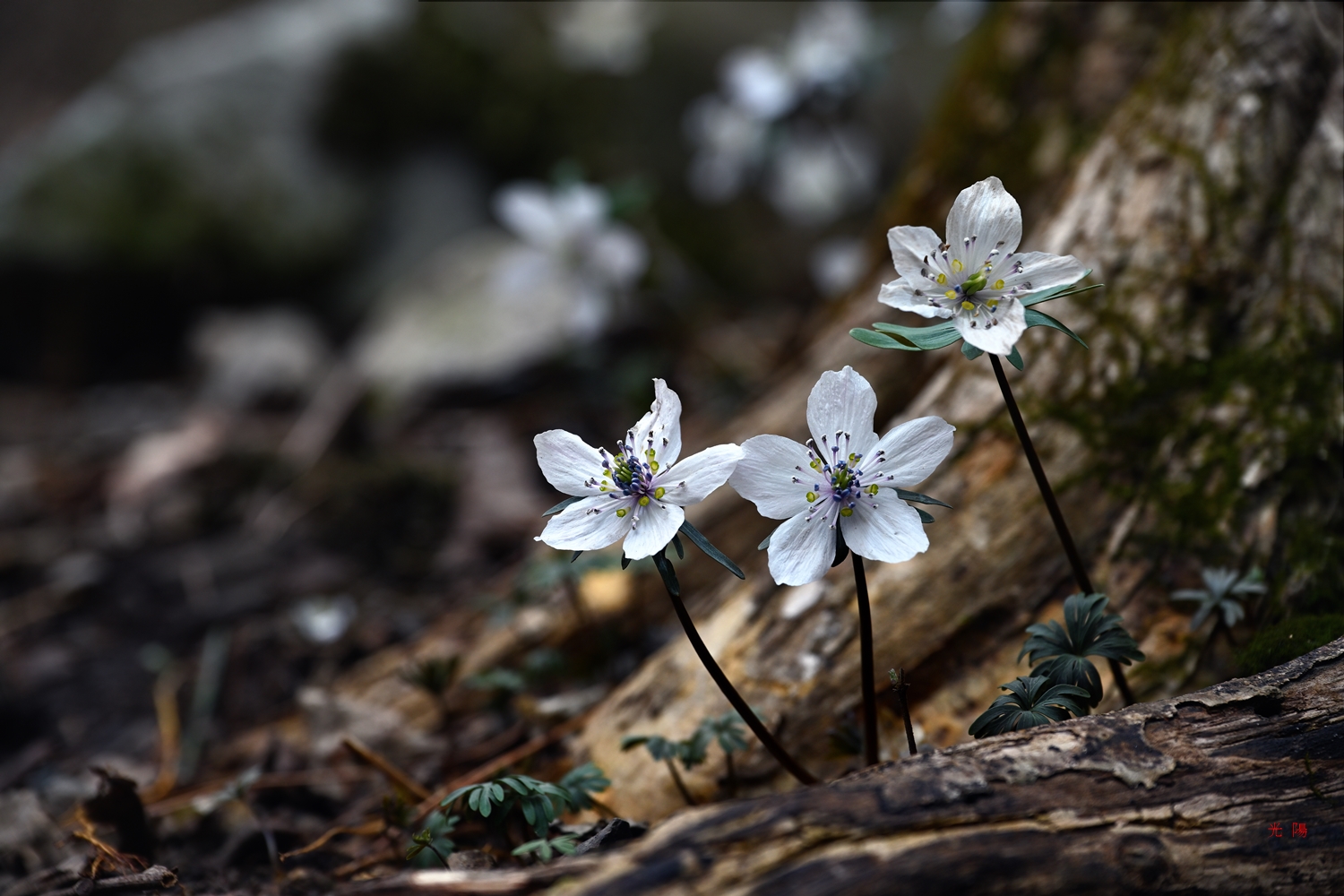 PHOTO BY  | NIKON Z 7_2 | 2024:02:18 11:21:00 | ISO-100 | 125/10000 sec | f 5.6 | 120 mm | EV=0 | ● WIDTH:8256 pixels  HEIGHT:5504 pixels