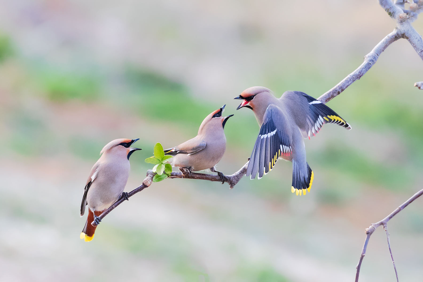 PHOTO BY  | Canon EOS-1D X Mark II | 2021:03:14 17:07:08 | ISO-5000 | 1/2500 sec | f 5.6 | 600 mm | EV=0.3 | ● WIDTH:1800 pixels  HEIGHT:1201 pixels