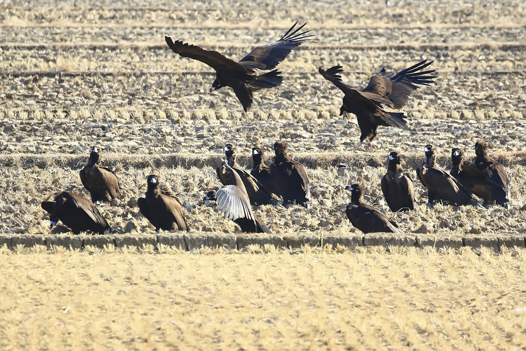 PHOTO BY WO2YA LAB | Canon EOS-1D X Mark II | 2024:02:07 16:52:53 | ISO-3200 | 1/2000 sec | f 16 | 360 mm | EV=0 | ● WIDTH:1800 pixels  HEIGHT:1200 pixels