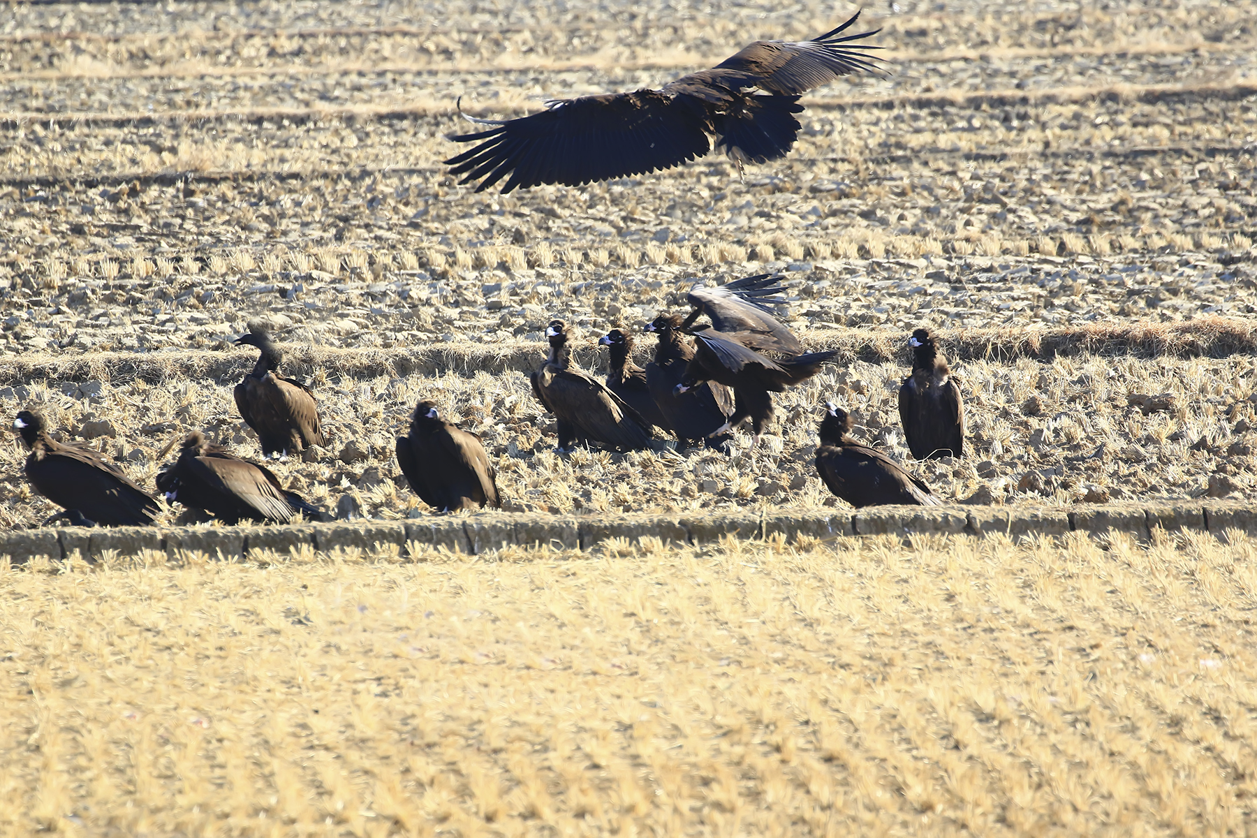 PHOTO BY WO2YA LAB | Canon EOS-1D X Mark II | 2024:02:07 16:52:53 | ISO-3200 | 1/2000 sec | f 16 | 360 mm | EV=0 | ● WIDTH:1800 pixels  HEIGHT:1200 pixels