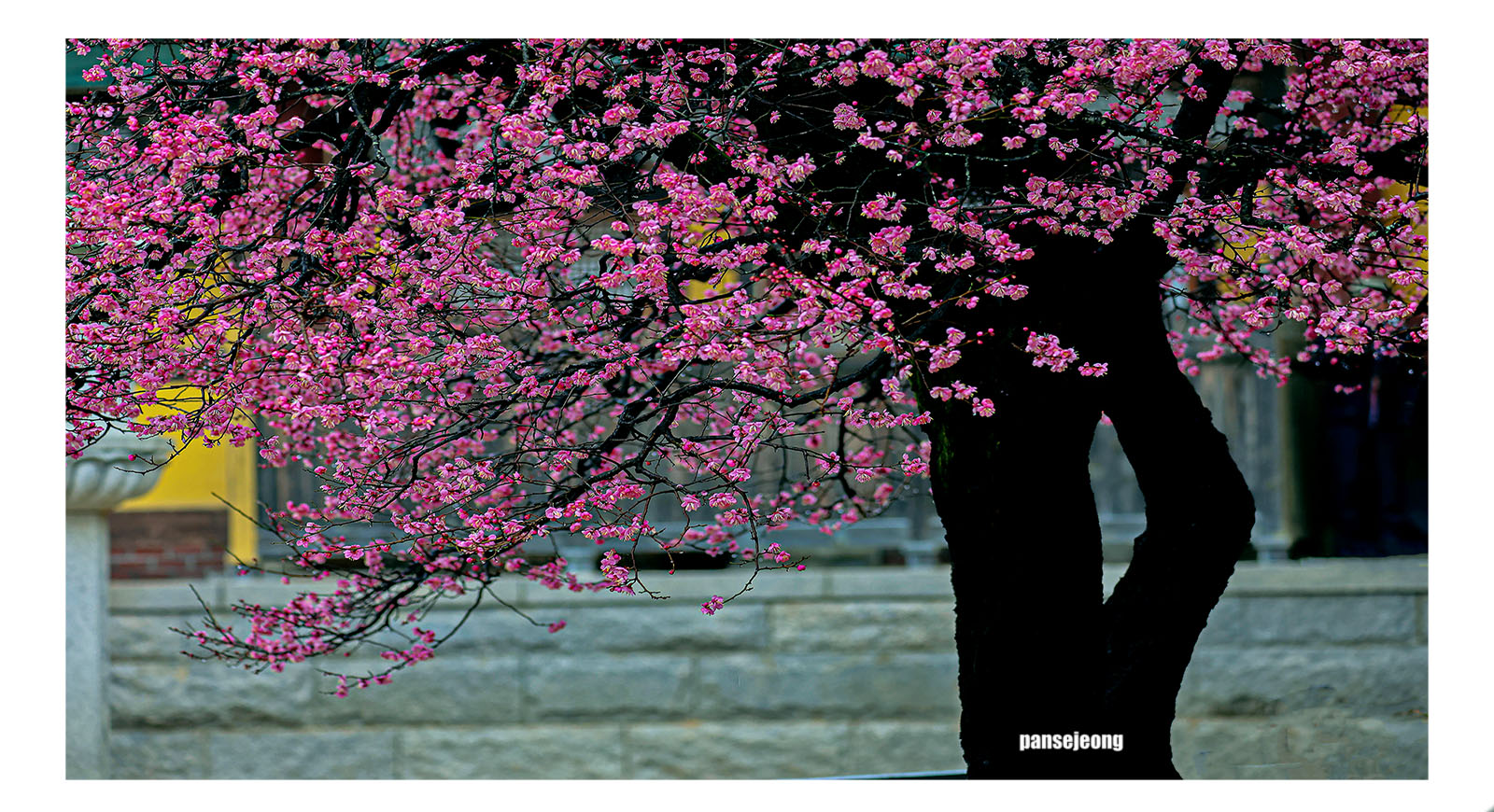 PHOTO BY jps | Canon EOS R6 | 2024:02:19 10:27:55 | ISO-800 | 1/250 sec | f 5.6 | 179 mm | EV=-0.7 | ● WIDTH:1600 pixels  HEIGHT:870 pixels