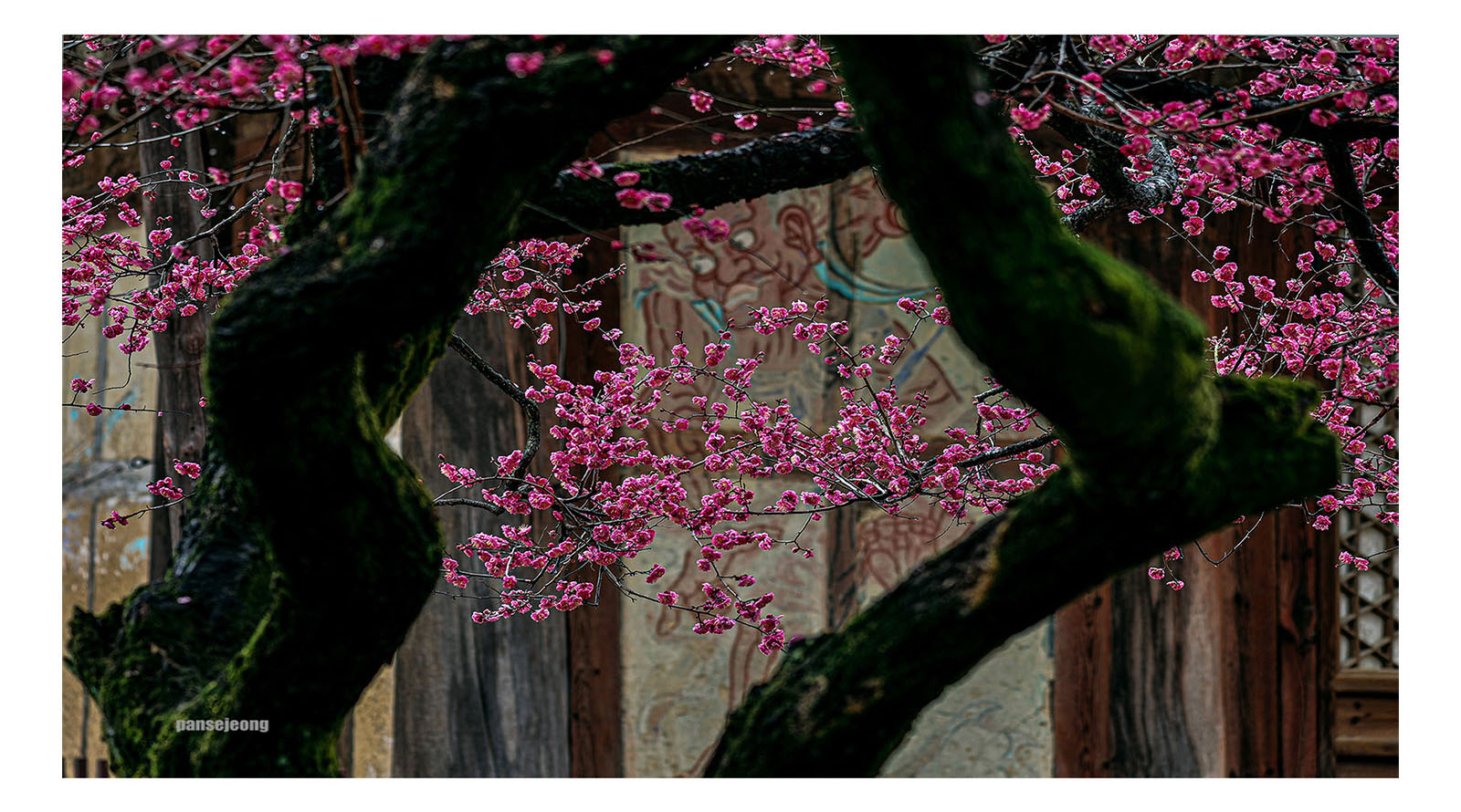 PHOTO BY jps | Canon EOS R6 | 2024:02:19 11:49:16 | ISO-100 | 1/80 sec | f 5.6 | 127 mm | EV=-0.7 | ● WIDTH:1600 pixels  HEIGHT:890 pixels