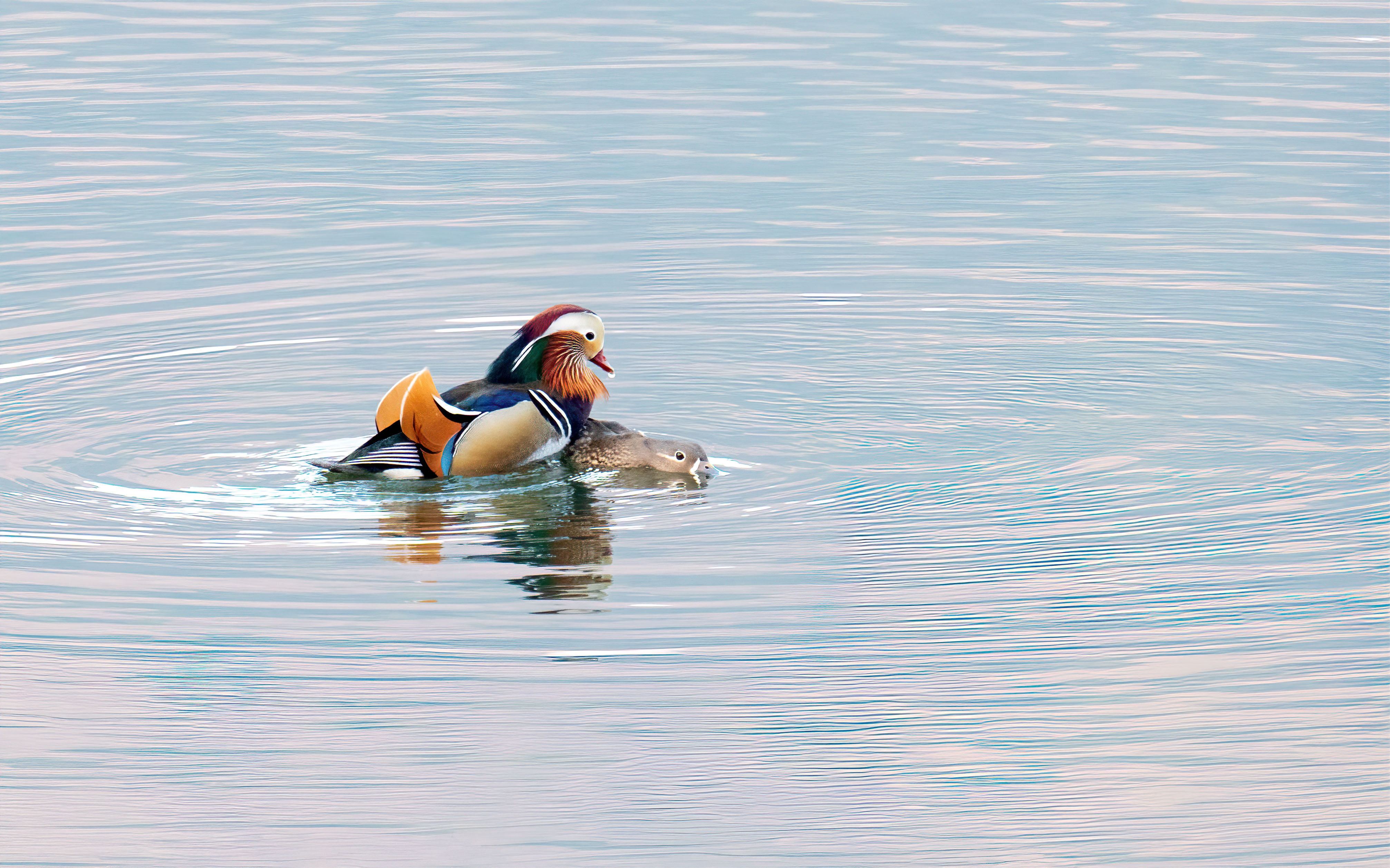 PHOTO BY KKY_CWANG_YEOL | NIKON Z 8 | 2024:02:12 07:51:51 | ISO-2000 | 1/250 sec | f 8 | 400 mm | EV=0.3 | ● WIDTH:4026 pixels  HEIGHT:2516 pixels