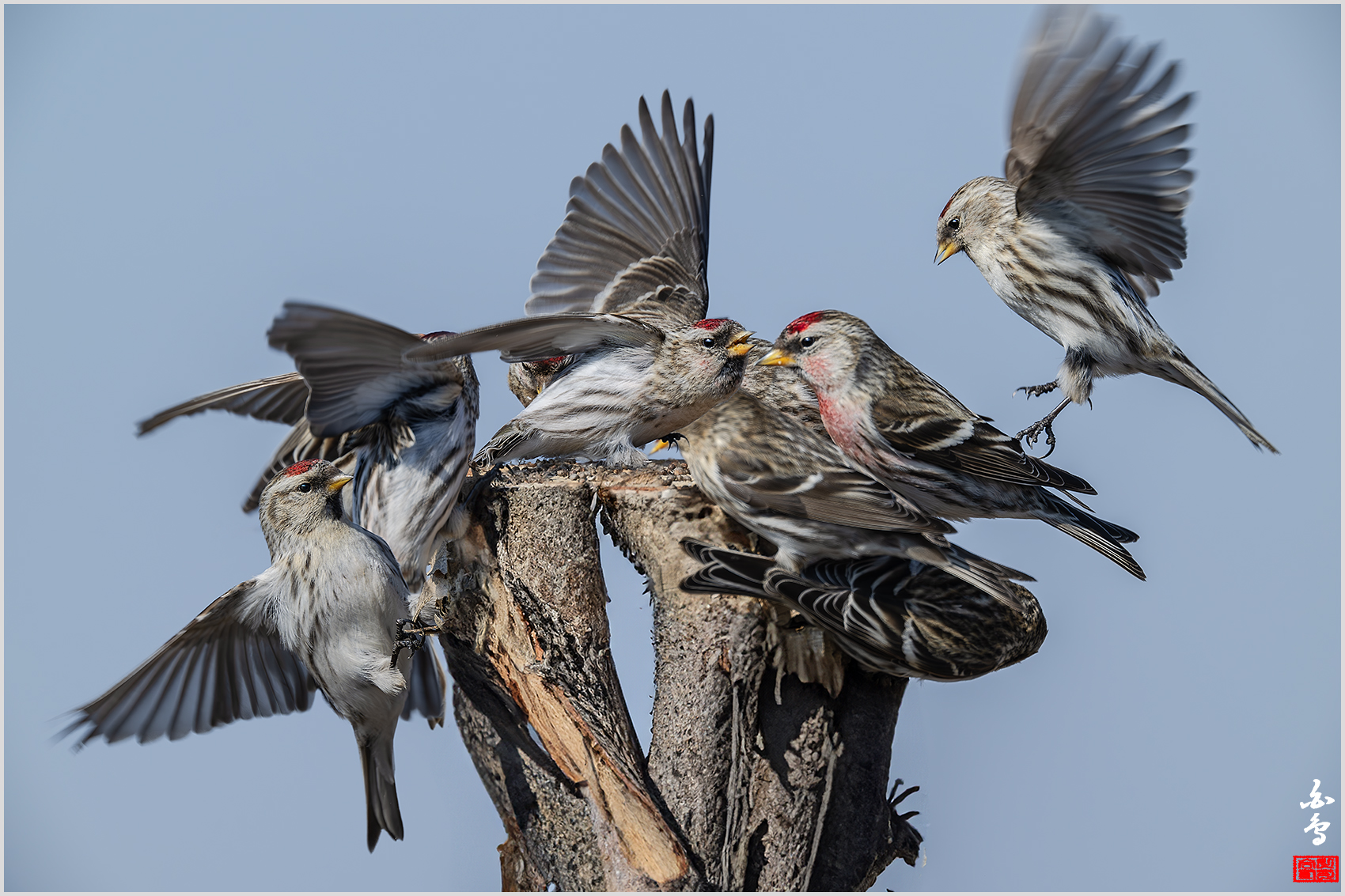 PHOTO BY  | NIKON Z 9 | 2024:02:16 11:18:37 | ISO-400 | 1/1250 sec | f 8 | 840 mm | EV=0.3 | ● WIDTH:1700 pixels  HEIGHT:1133 pixels