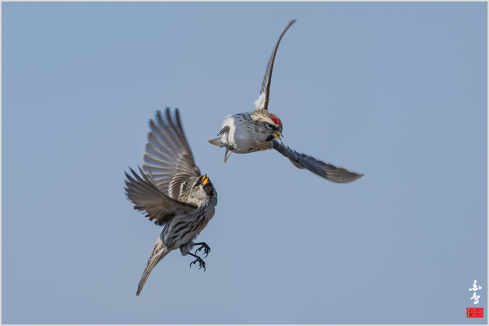 PHOTO BY  | NIKON Z 9 | 2024:02:16 11:20:46 | ISO-400 | 1/2000 sec | f 8 | 600 mm | EV=0.3 | ● WIDTH:1700 pixels  HEIGHT:1133 pixels