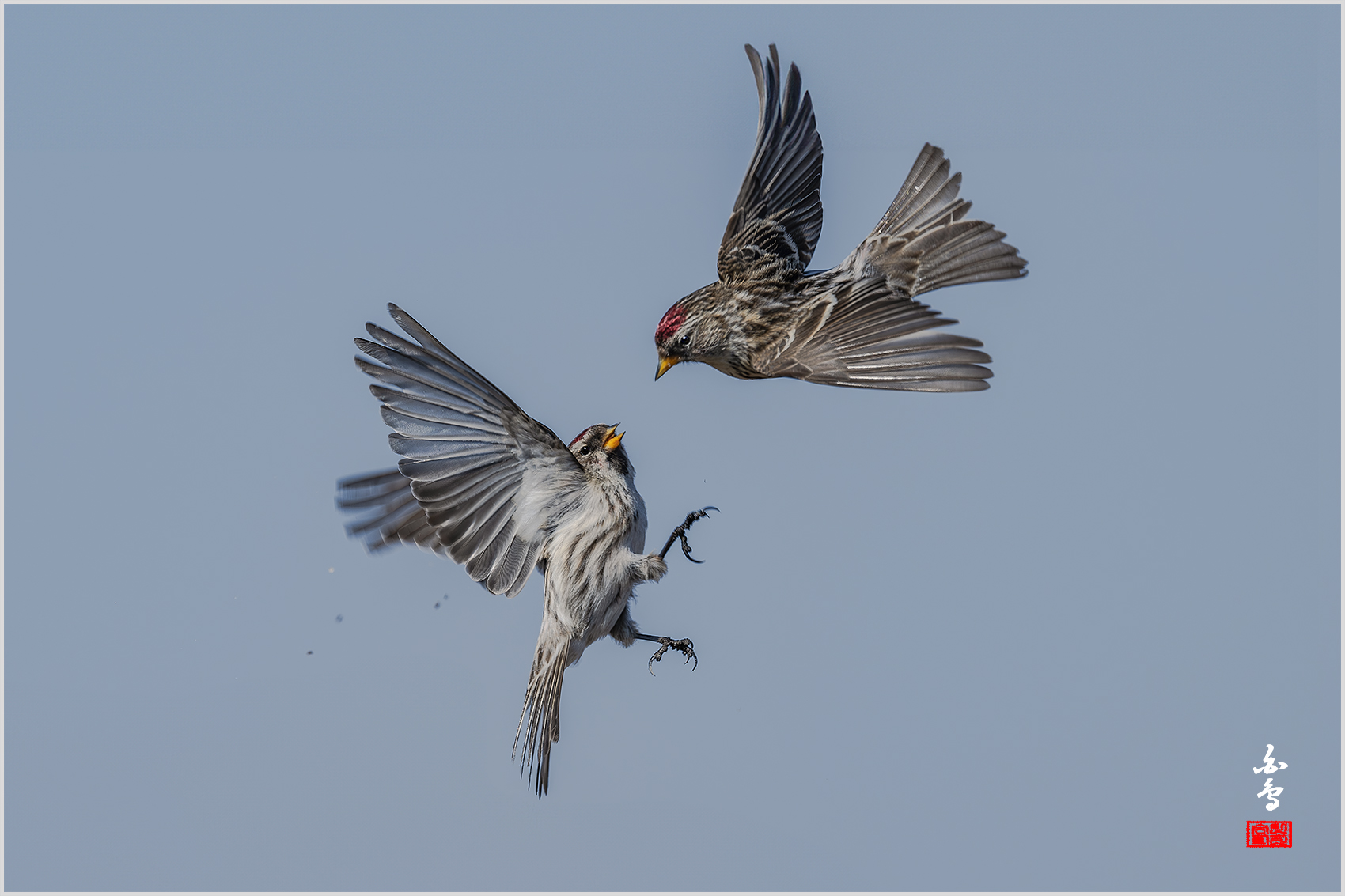 PHOTO BY  | NIKON Z 9 | 2024:02:16 11:20:46 | ISO-400 | 1/2000 sec | f 8 | 600 mm | EV=0.3 | ● WIDTH:1700 pixels  HEIGHT:1133 pixels