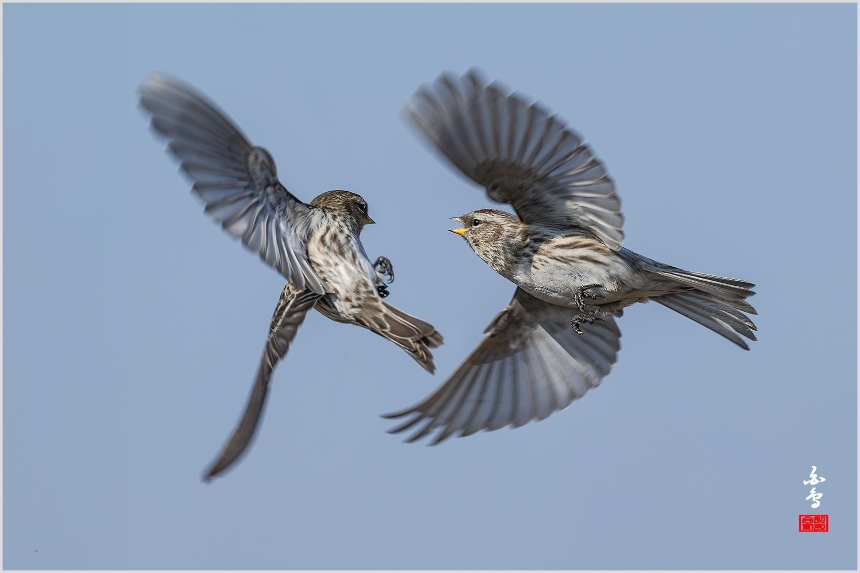 PHOTO BY  | NIKON Z 9 | 2024:02:16 11:21:34 | ISO-400 | 1/2000 sec | f 8 | 600 mm | EV=0.3 | ● WIDTH:1700 pixels  HEIGHT:1133 pixels