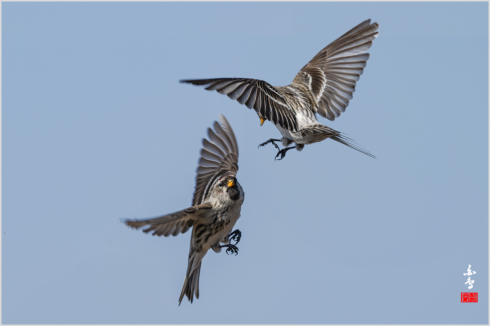 PHOTO BY  | NIKON Z 9 | 2024:02:16 11:20:46 | ISO-400 | 1/2000 sec | f 8 | 600 mm | EV=0.3 | ● WIDTH:1700 pixels  HEIGHT:1133 pixels