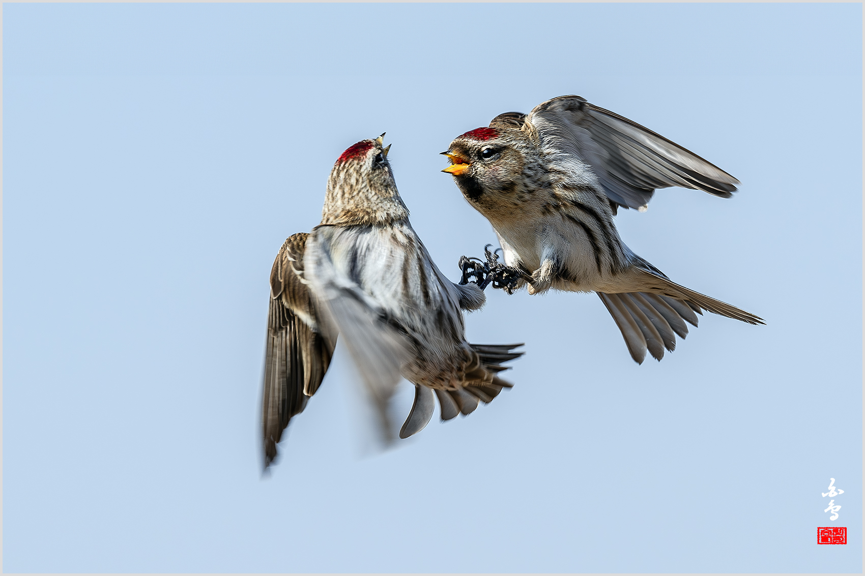 PHOTO BY  | NIKON Z 9 | 2024:02:16 11:54:43 | ISO-400 | 1/1250 sec | f 8 | 600 mm | EV=1 | ● WIDTH:1700 pixels  HEIGHT:1133 pixels