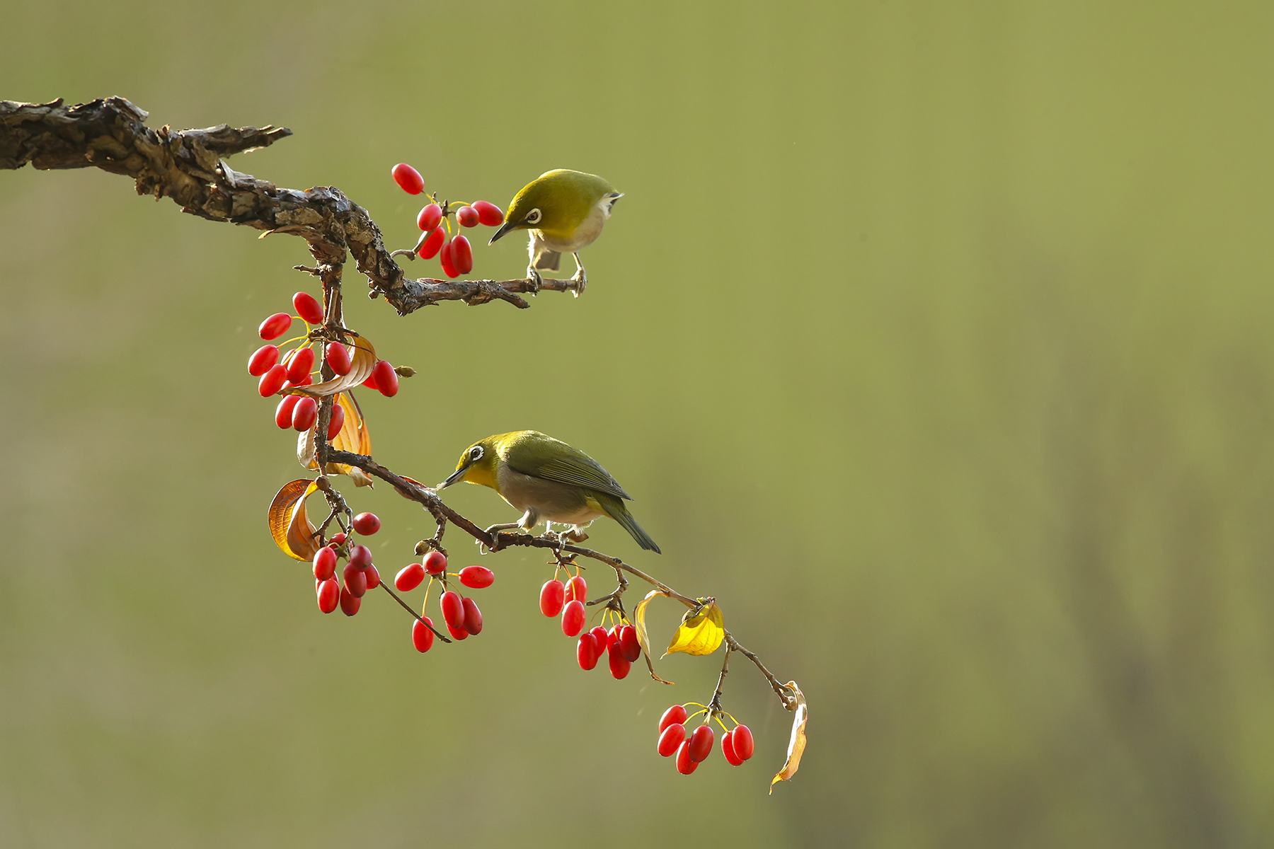 PHOTO BY WO2YA LAB | Canon EOS-1D X Mark II | 2024:02:07 16:52:53 | ISO-3200 | 1/2000 sec | f 16 | 360 mm | EV=0 | ● WIDTH:1800 pixels  HEIGHT:1200 pixels