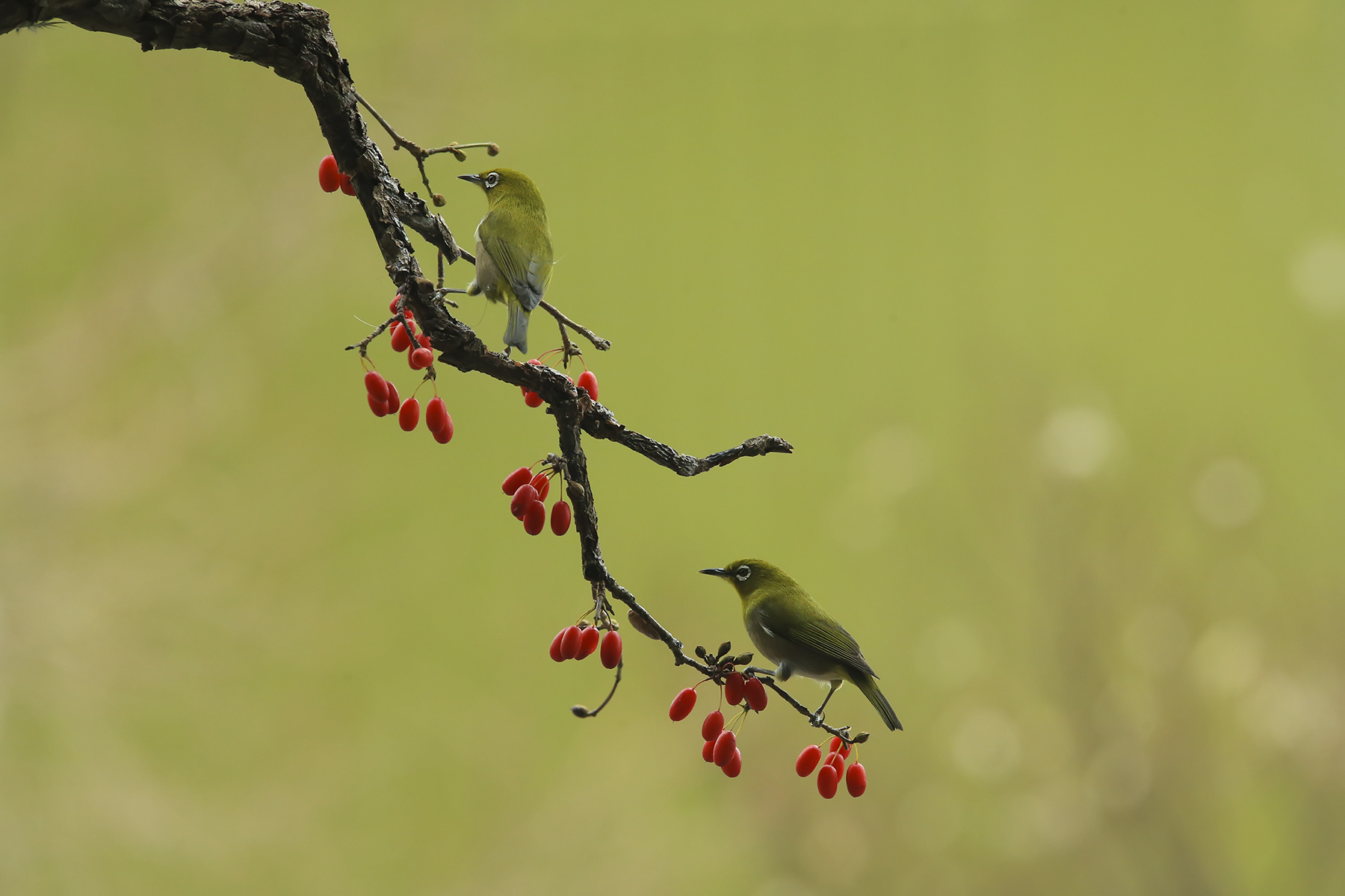 PHOTO BY WO2YA LAB | Canon EOS-1D X Mark II | 2024:02:07 16:52:53 | ISO-3200 | 1/2000 sec | f 16 | 360 mm | EV=0 | ● WIDTH:1800 pixels  HEIGHT:1200 pixels