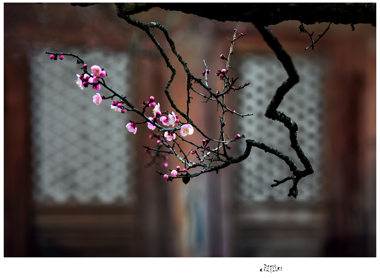 PHOTO BY Kwon Young Woo | NIKON D850 | 2024:02:17 07:29:21 | ISO-100 | 1/40 sec | f 2.8 | 105 mm | EV=-0.7 | ● WIDTH:1326 pixels  HEIGHT:970 pixels