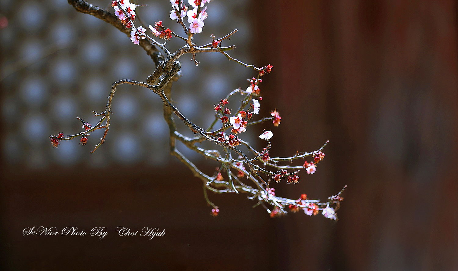 PHOTO BY  | Canon EOS R6 | 2024:02:21 09:32:30 | ISO-200 | 1/100 sec | f 4 | 98 mm | EV=0 | ● WIDTH:1500 pixels  HEIGHT:888 pixels