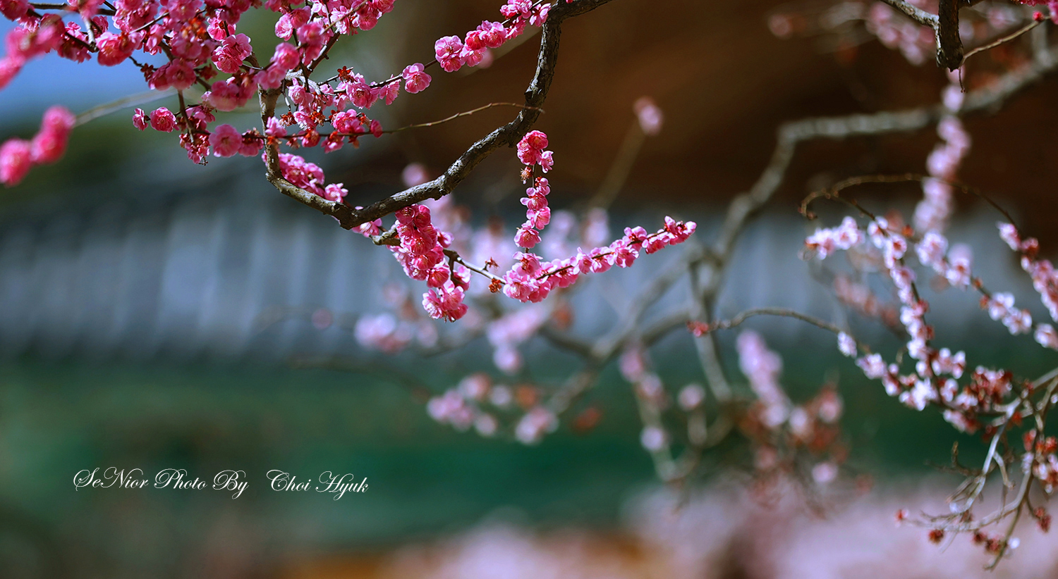 PHOTO BY  | Canon EOS R6 | 2024:02:21 09:44:08 | ISO-320 | 1/100 sec | f 4 | 98 mm | EV=0 | ● WIDTH:1500 pixels  HEIGHT:822 pixels