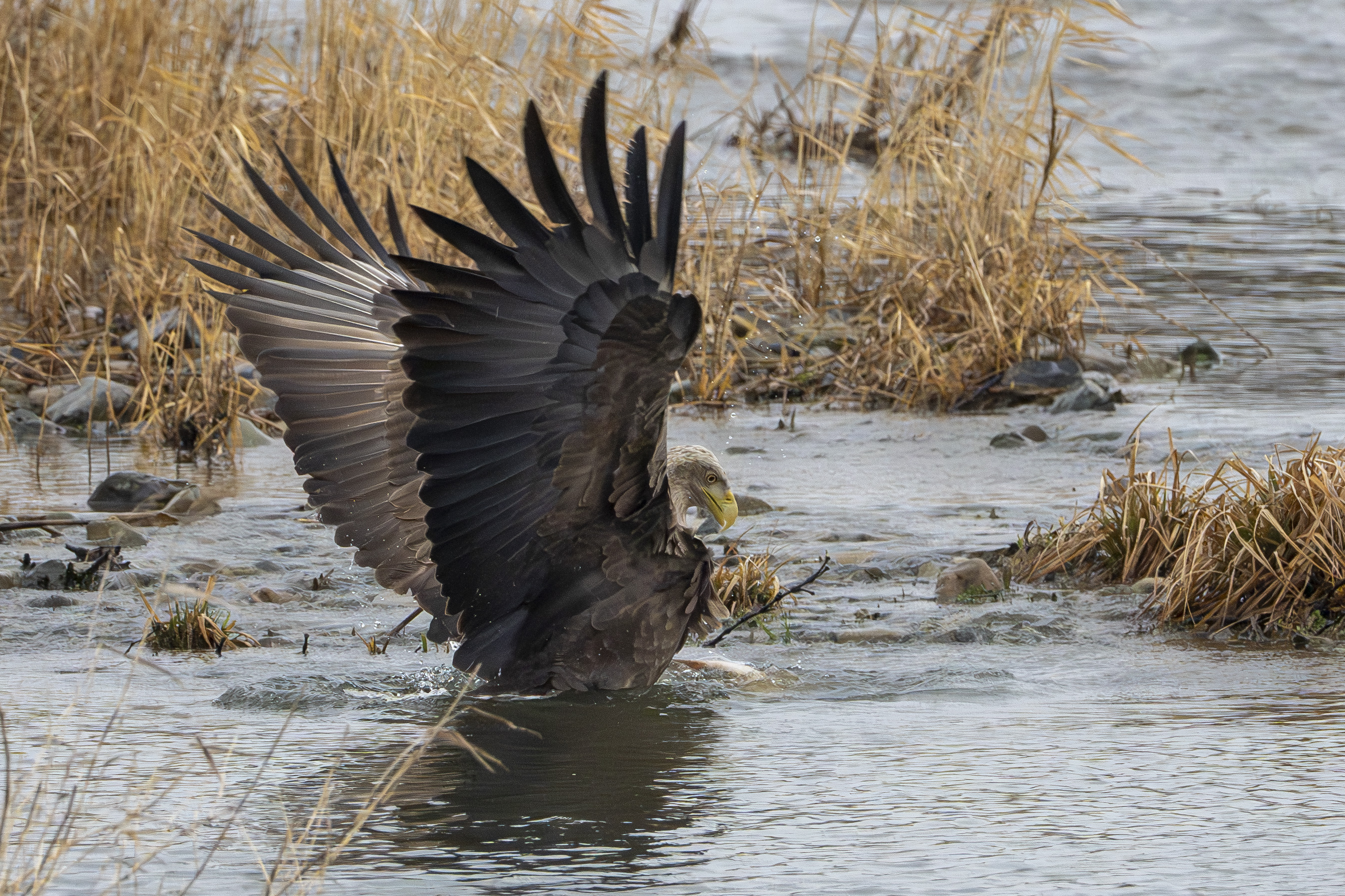 PHOTO BY  | NIKON Z 8 | 2024:02:21 11:29:43 | ISO-4500 | 1/1600 sec | f 9 | 1120 mm | EV=0 | ● WIDTH:  HEIGHT: