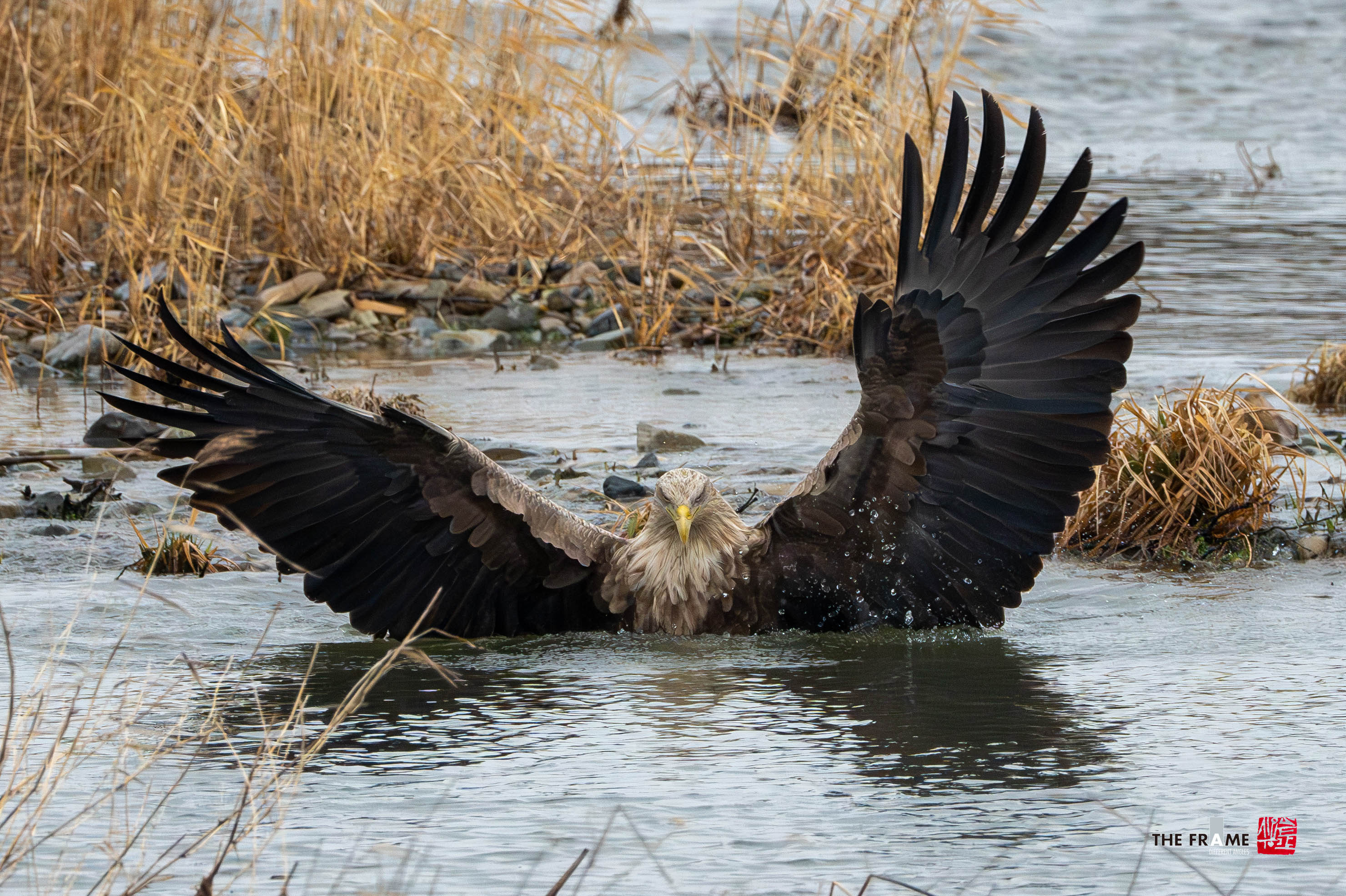 PHOTO BY  | NIKON Z 8 | 2024:02:21 11:29:45 | ISO-4500 | 1/1600 sec | f 9 | 1120 mm | EV=0 | ● WIDTH:  HEIGHT: