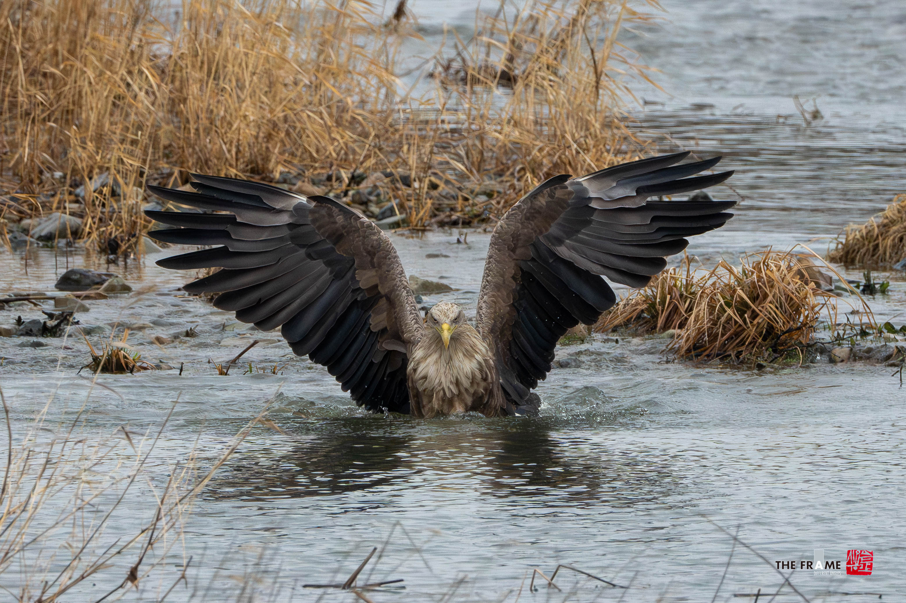 PHOTO BY  | NIKON Z 8 | 2024:02:21 11:29:45 | ISO-4500 | 1/1600 sec | f 9 | 1120 mm | EV=0 | ● WIDTH:  HEIGHT: