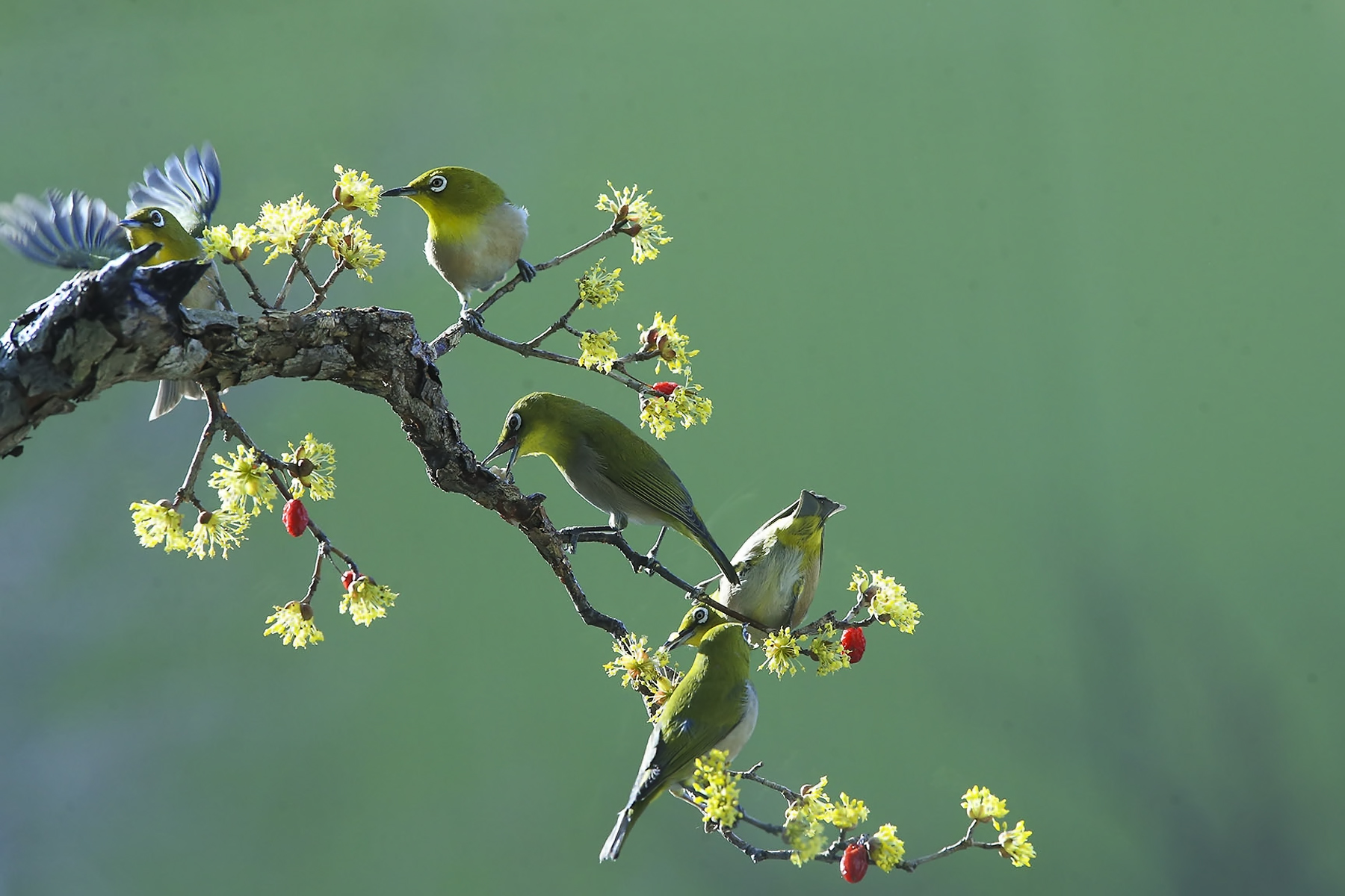 PHOTO BY WO2YA LAB | Canon EOS-1D X Mark II | 2024:02:07 16:52:53 | ISO-3200 | 1/2000 sec | f 16 | 360 mm | EV=0 | ● WIDTH:1800 pixels  HEIGHT:1200 pixels