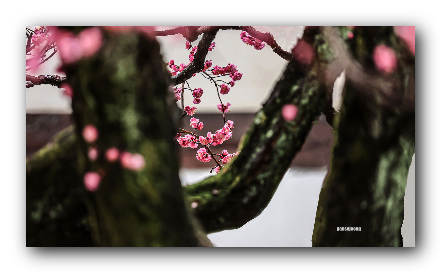 PHOTO BY jps | Canon EOS R6 | 2024:02:19 11:29:33 | ISO-2500 | 1/800 sec | f 6.3 | 600 mm | EV=-0.3 | ● WIDTH:1815 pixels  HEIGHT:1126 pixels