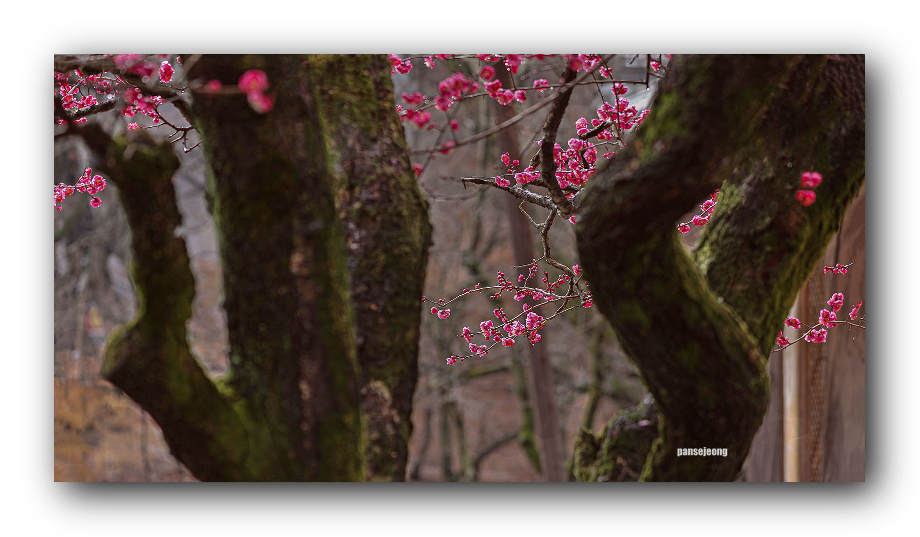 PHOTO BY jps | Canon EOS R6 | 2024:02:19 11:51:31 | ISO-100 | 1/60 sec | f 5 | 139 mm | EV=-0.7 | ● WIDTH:1815 pixels  HEIGHT:1060 pixels