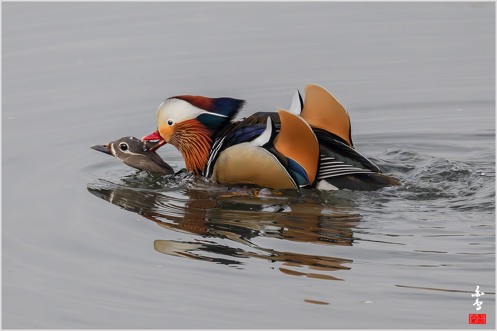 PHOTO BY  | NIKON Z 9 | 2024:02:18 09:00:07 | ISO-4000 | 1/2500 sec | f 8 | 1176 mm | EV=0.7 | ● WIDTH:1700 pixels  HEIGHT:1133 pixels