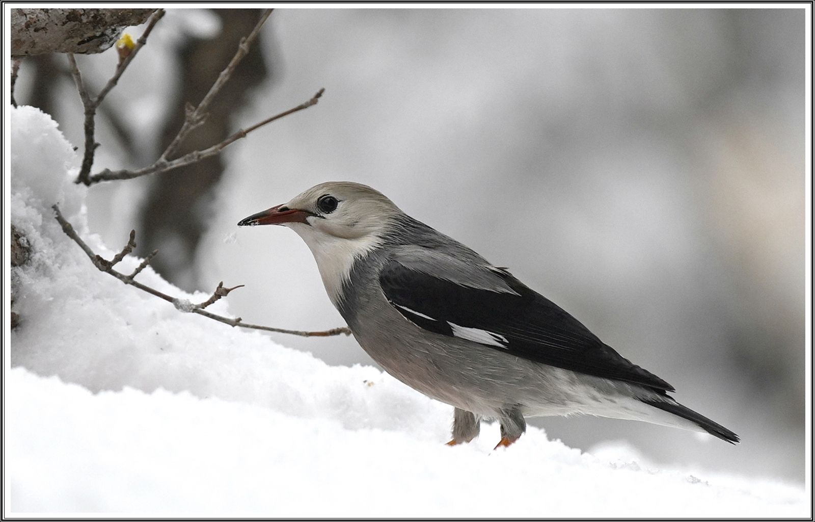 PHOTO BY  | NIKON Z 7_2 | 2024:02:22 23:49:47 | ISO-800 | 1/2500 sec | f 5.6 | 500 mm | EV=0.3 | ● WIDTH:4048 pixels  HEIGHT:2696 pixels