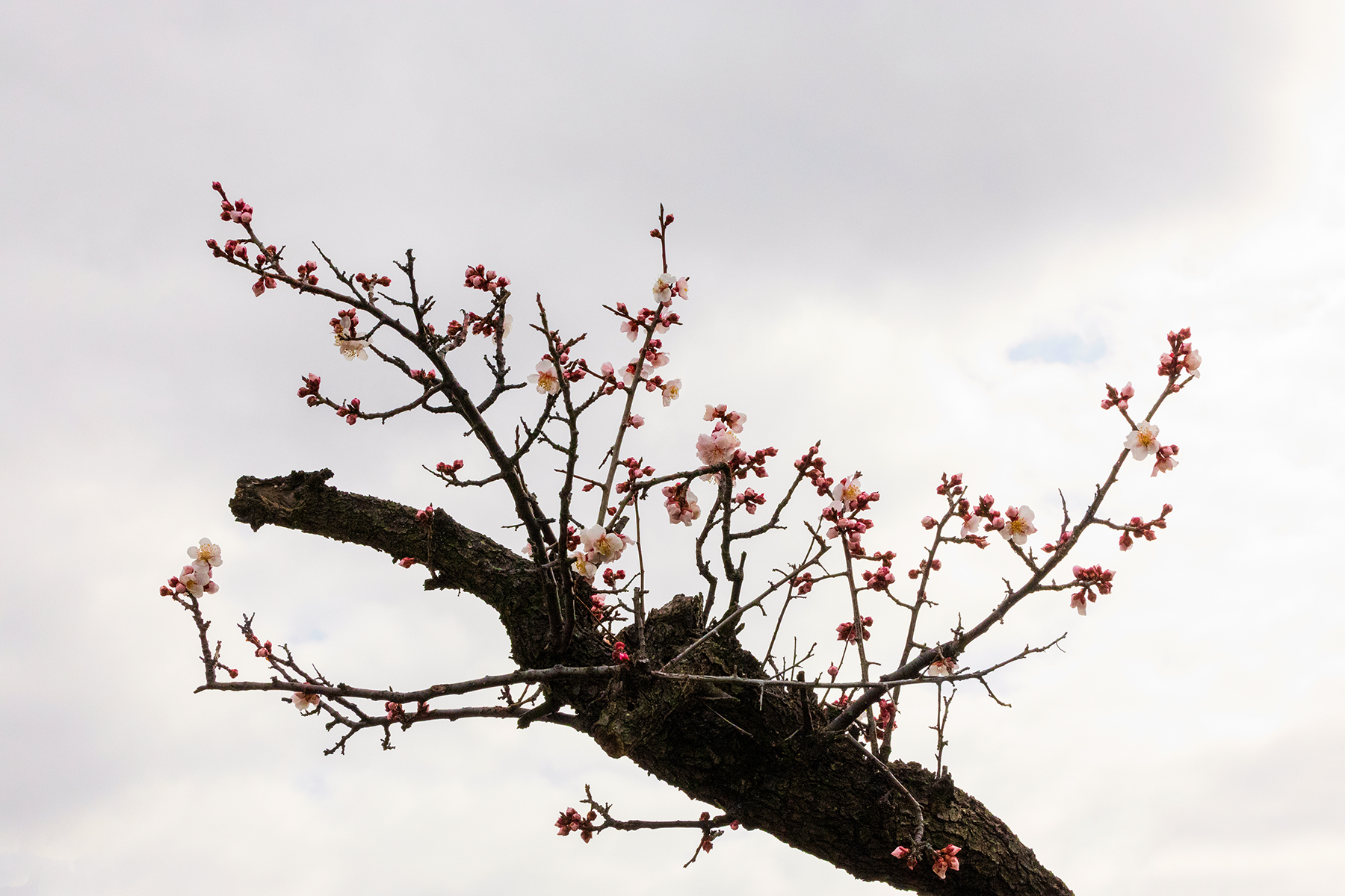 PHOTO BY  | Canon EOS R3 | 2024:02:24 11:19:56 | ISO-6400 | 1/3200 sec | f 20 | 70 mm | EV=1.7 | ● WIDTH:1800 pixels  HEIGHT:1200 pixels