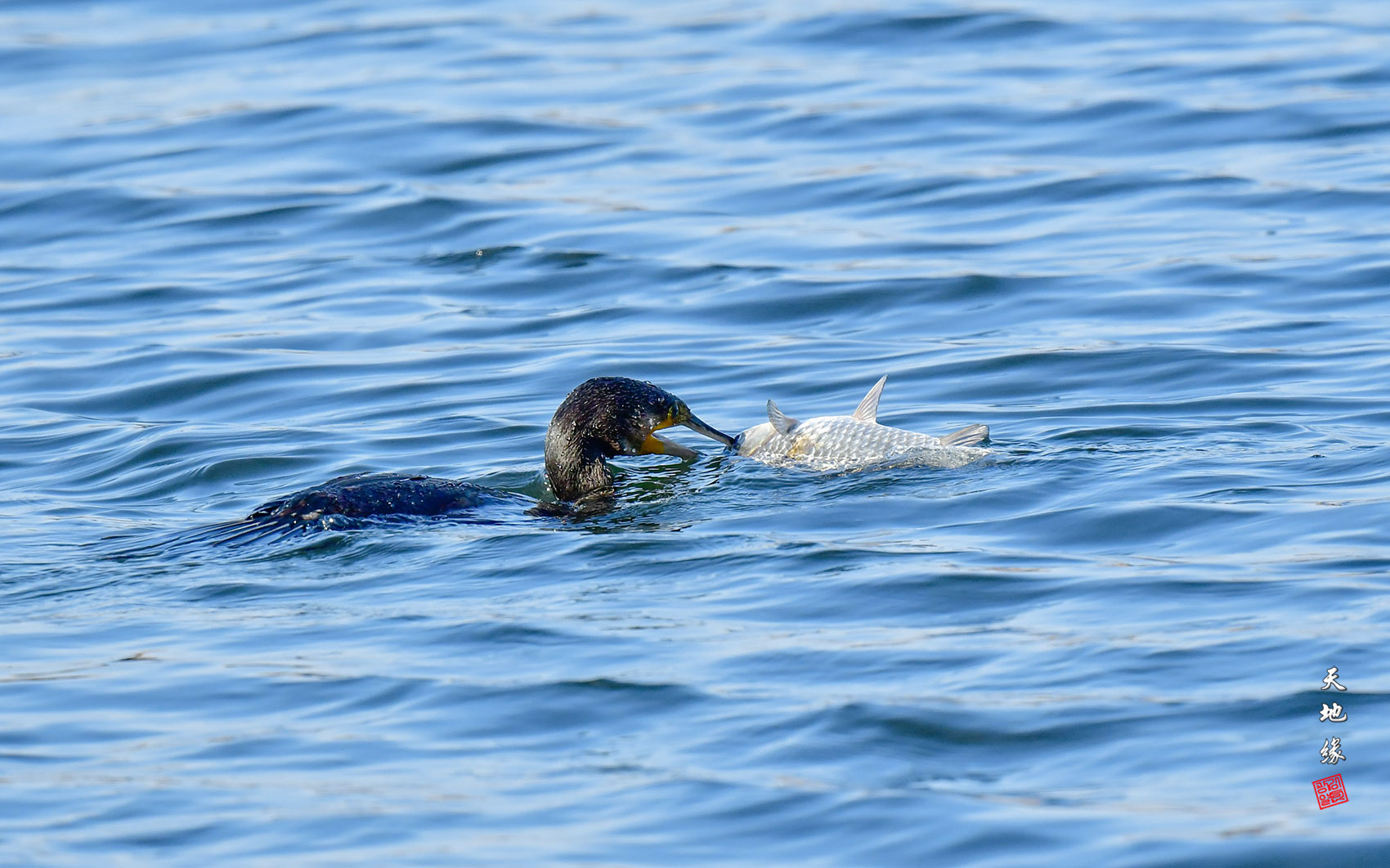 | PHOTO BY : 천지연  |