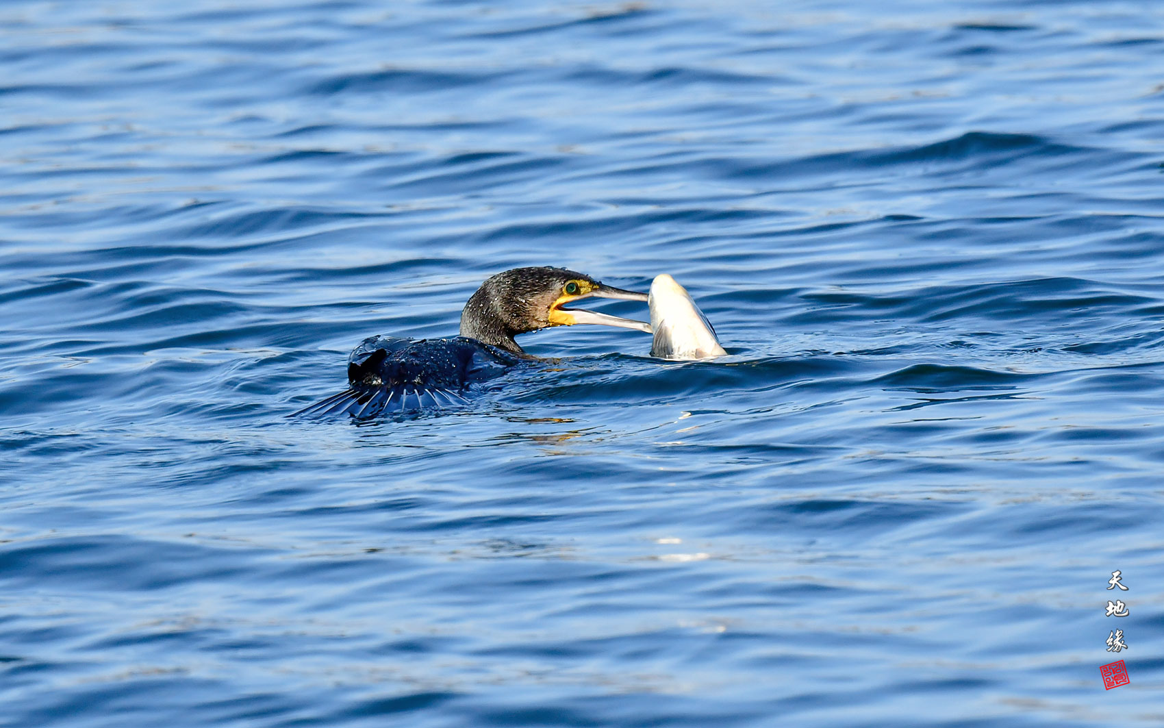 | PHOTO BY : 천지연  |