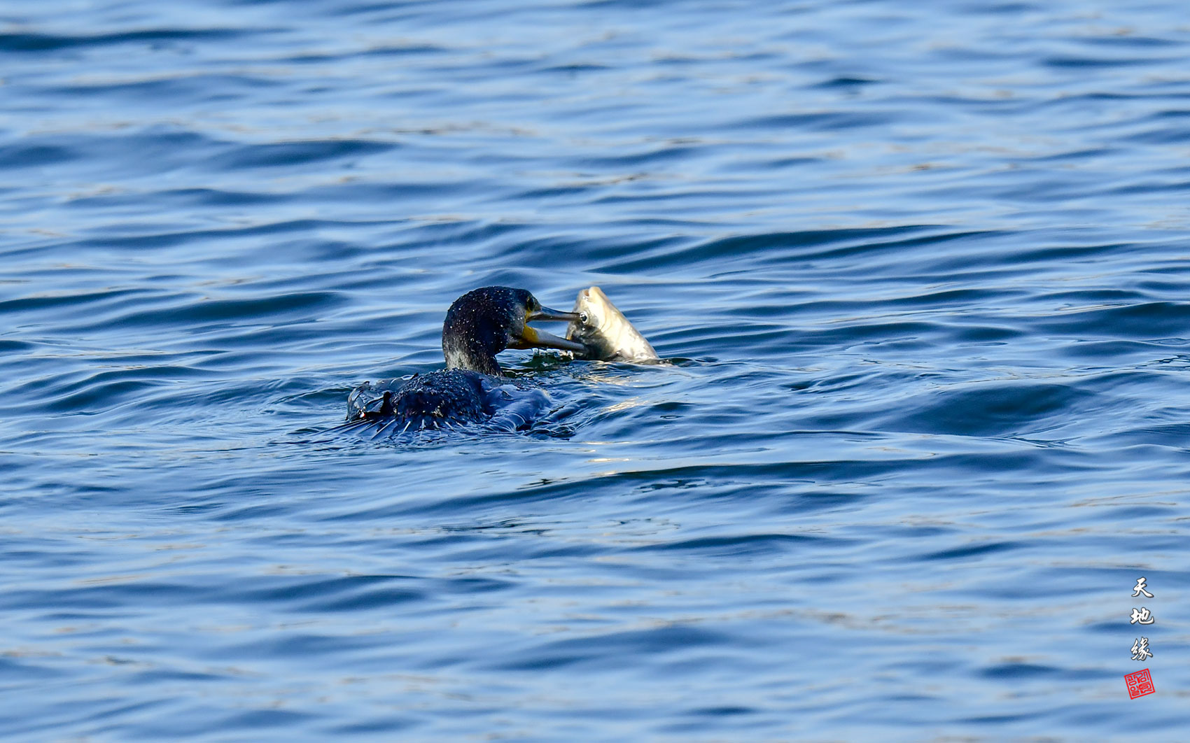 | PHOTO BY : 천지연  |