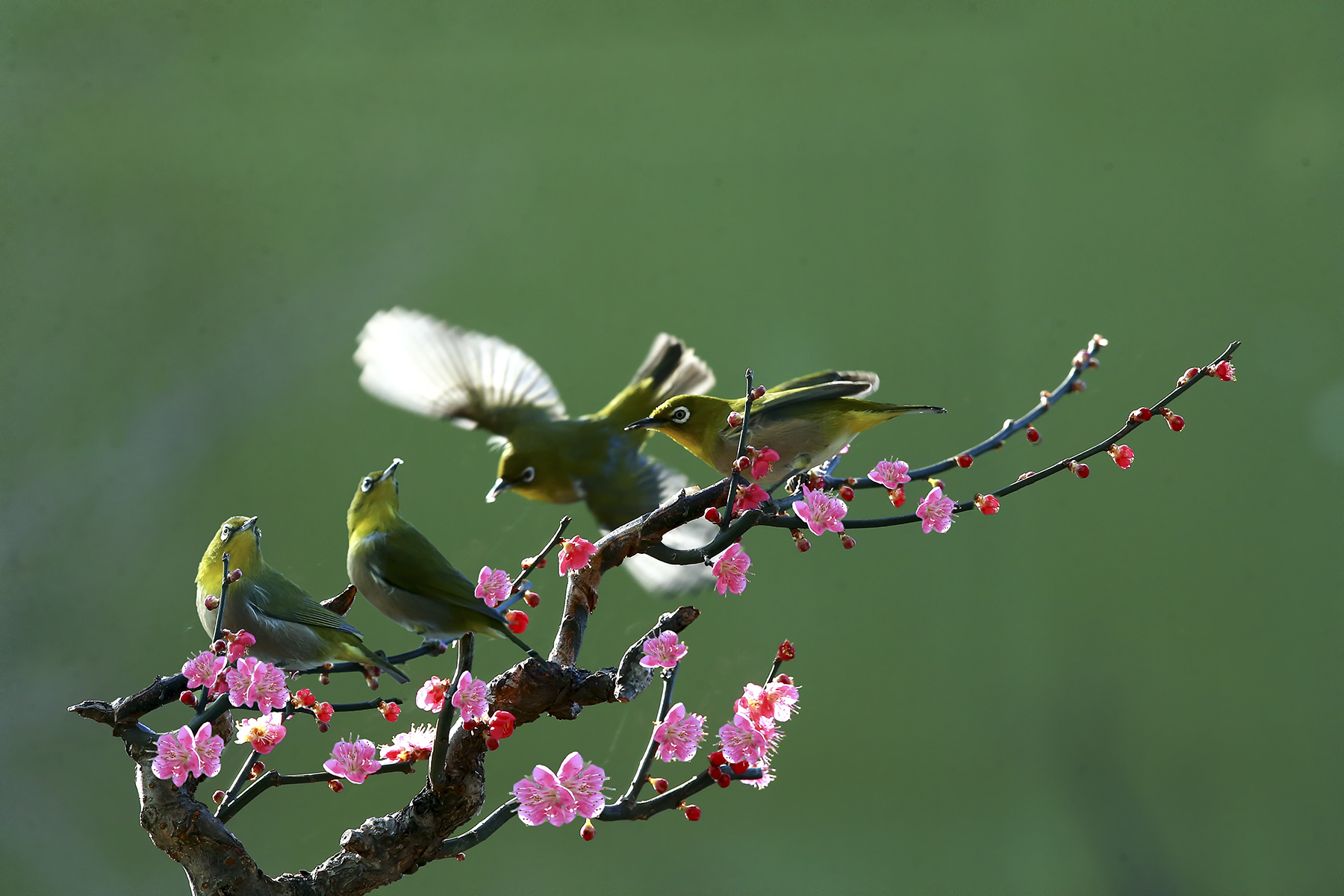 PHOTO BY WO2YA LAB | Canon EOS-1D X Mark II | 2024:02:23 10:59:45 | ISO-3200 | 1/2000 sec | f 13 | 400 mm | EV=0 | ● WIDTH:1800 pixels  HEIGHT:1200 pixels